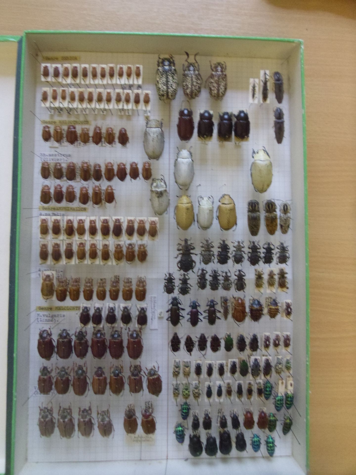 Null Boîte entomologique non vitrée comprenant plus de 80 spécimens de coléoptèr&hellip;