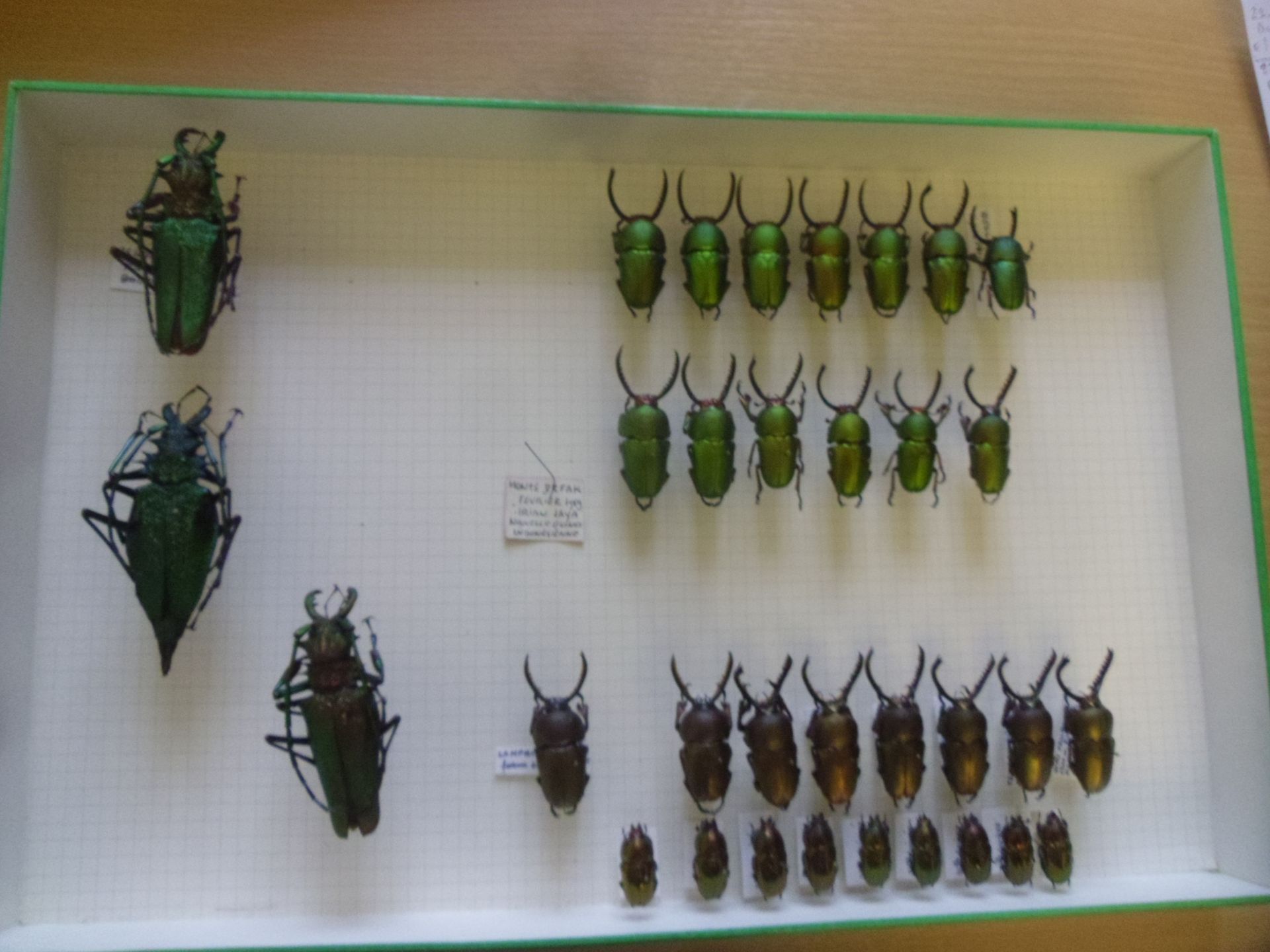 Null Boîte entomologique non vitrée comprenant 33 spécimens de coléoptères exoti&hellip;