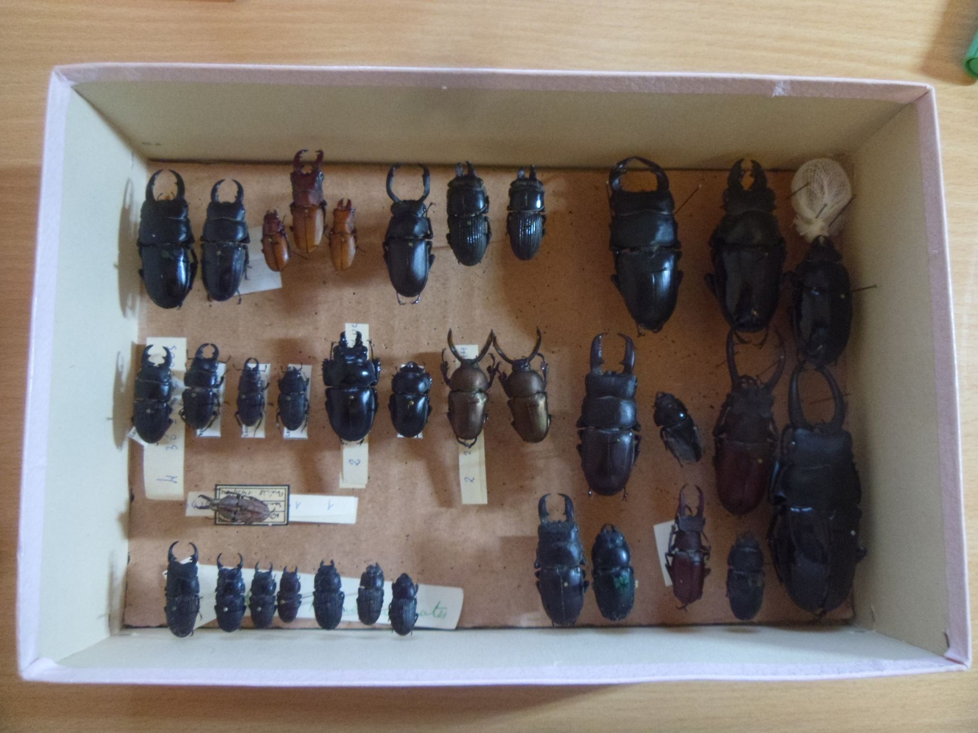 Null Boîte cartonnée comprenant plus de 30 spécimens de coléoptères exotiques do&hellip;