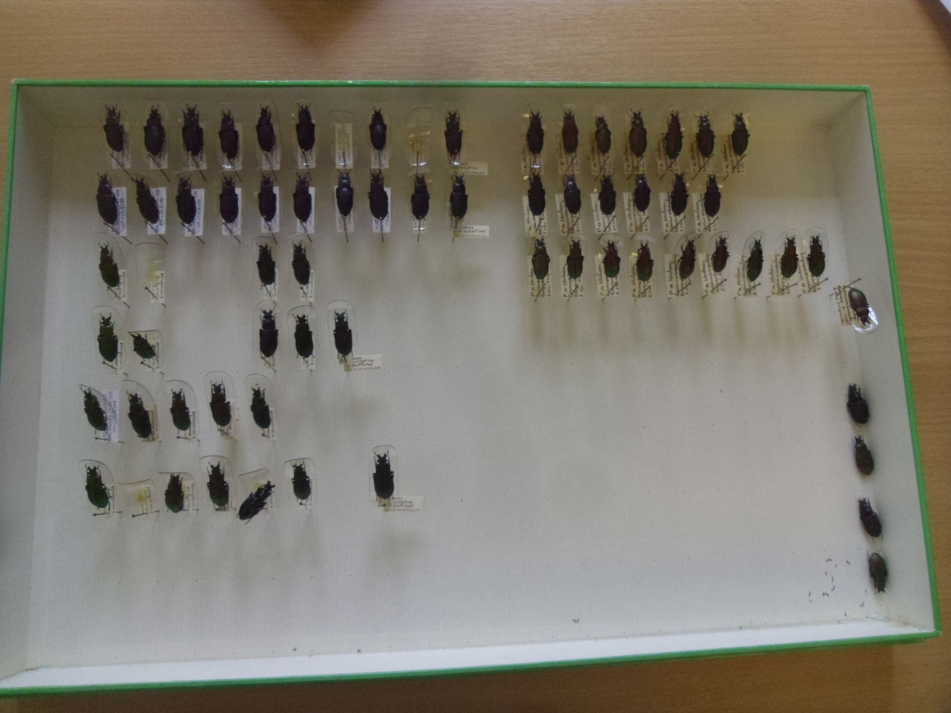Null Boîte entomologique non vitrée comprenant plus de 50 spécimens de coléoptèr&hellip;