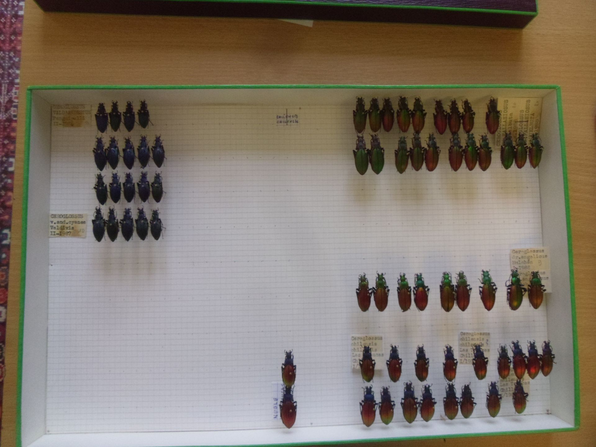 Null 装有 60 多件南美甲虫标本的无釉昆虫盒 Carabidae，包括 Ceroglossus chilensis chilensis、Ceroglosu&hellip;