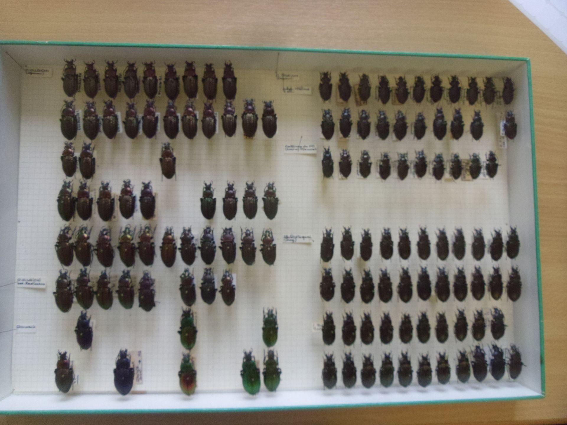 Null Boîte entomologique non vitrée comprenant plus de 100 spécimens de coléoptè&hellip;
