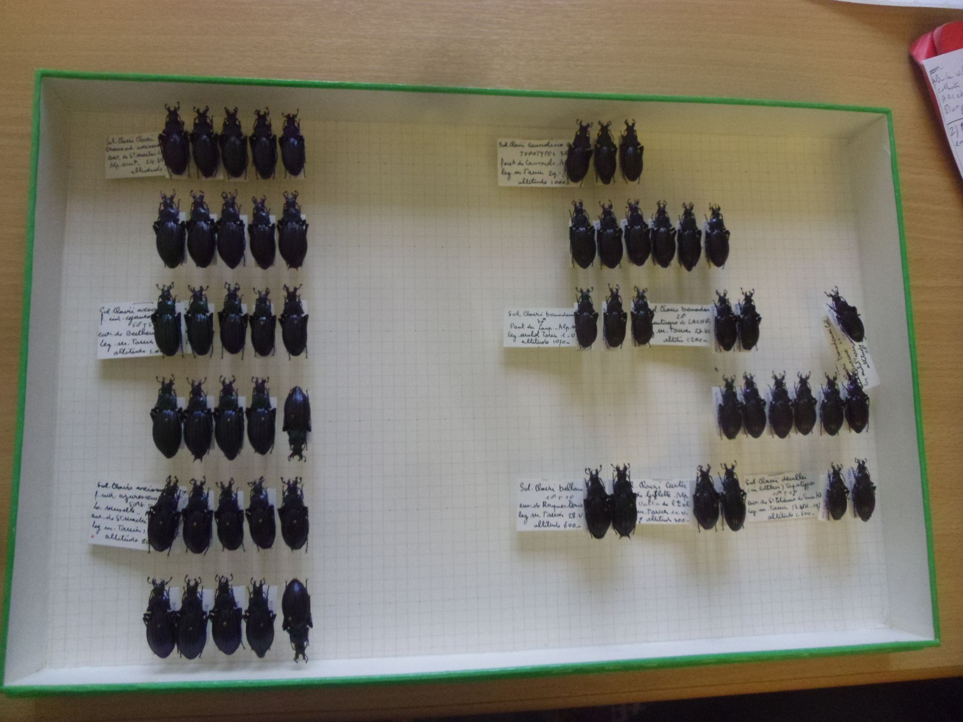 Null Boîte entomologique non vitrée comprenant 57 spécimens de coléoptères europ&hellip;