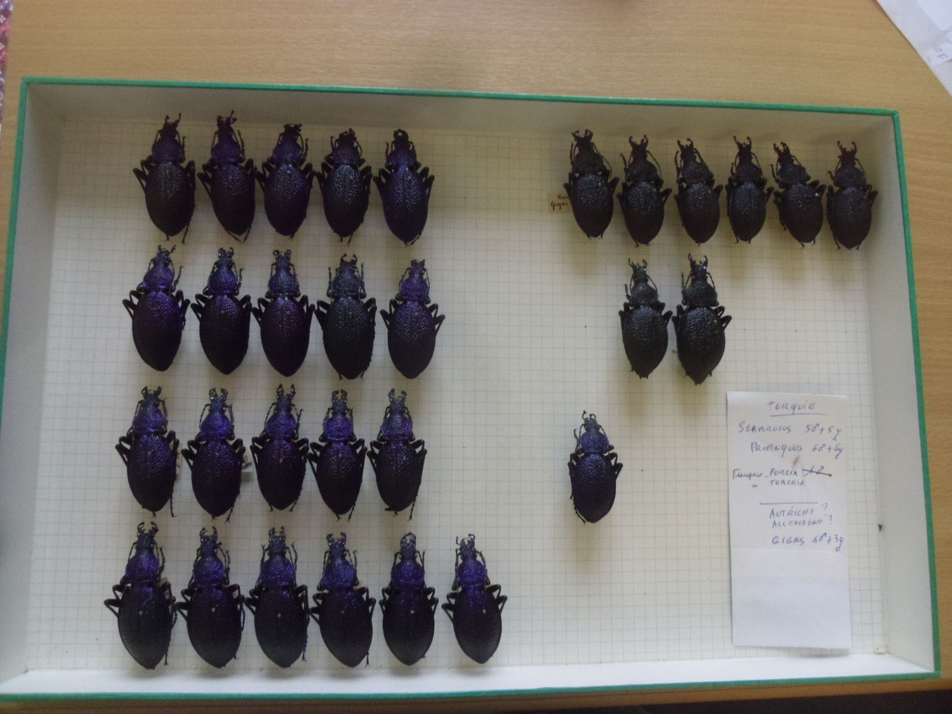 Null Boîte entomologique non vitrée comprenant 30 spécimens de coléoptères europ&hellip;