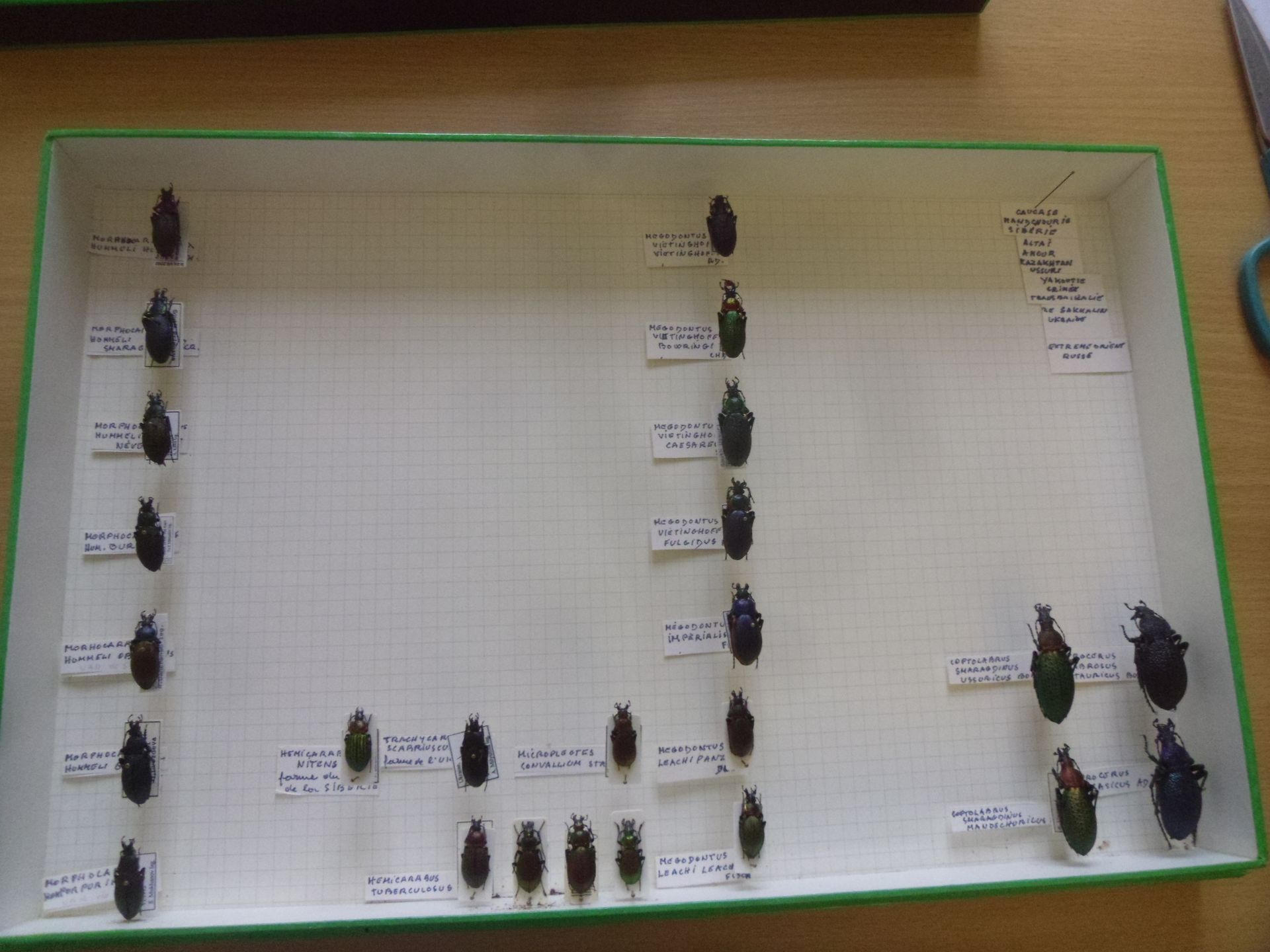 Null Boîte entomologique non vitrée comprenant 25 spécimens de coléoptères europ&hellip;