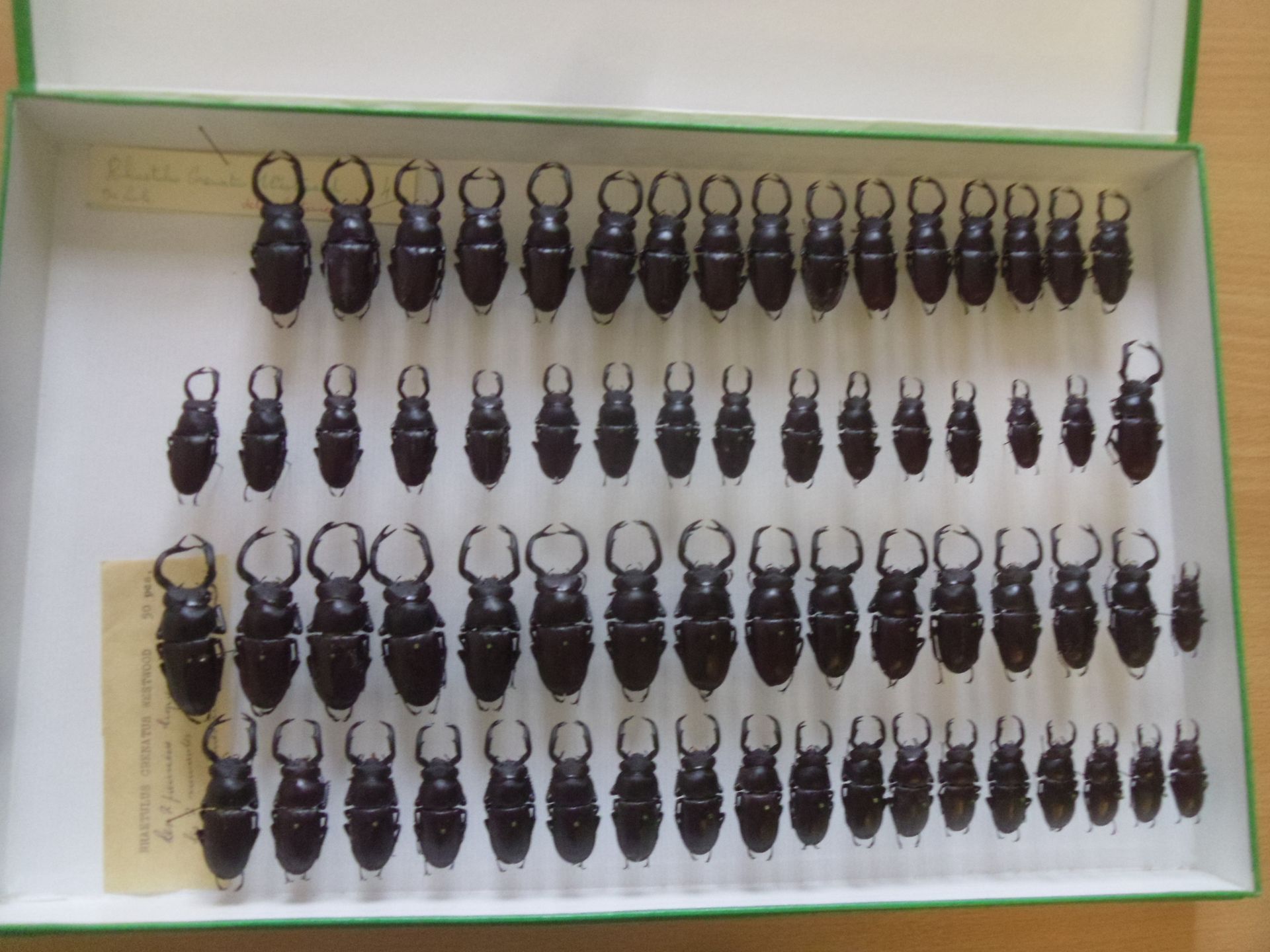 Null Scatola entomologica in vetro contenente oltre 70 esemplari di coleotteri e&hellip;
