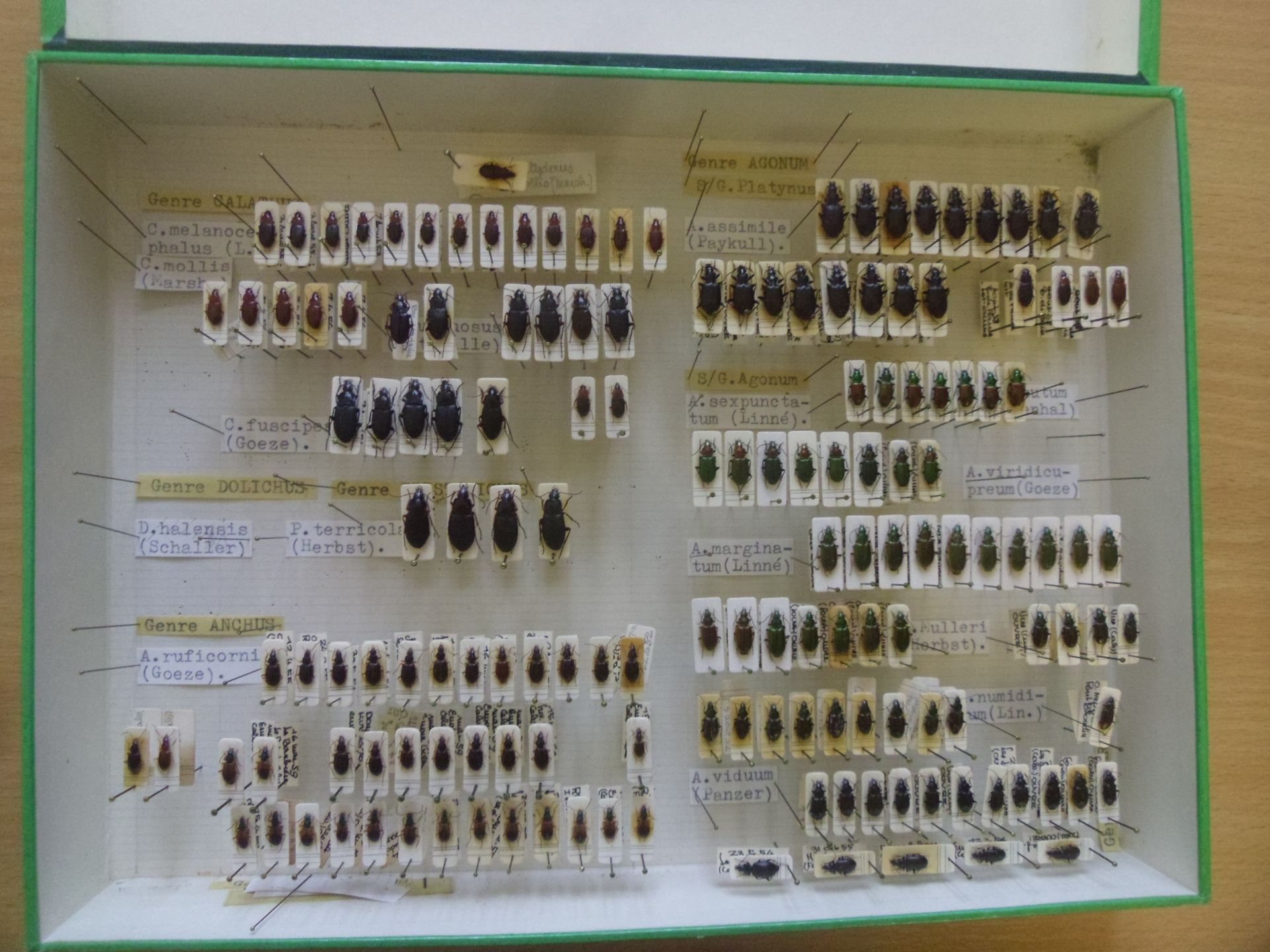 Null Unglazed entomological box containing over 90 specimens of European Carabid&hellip;