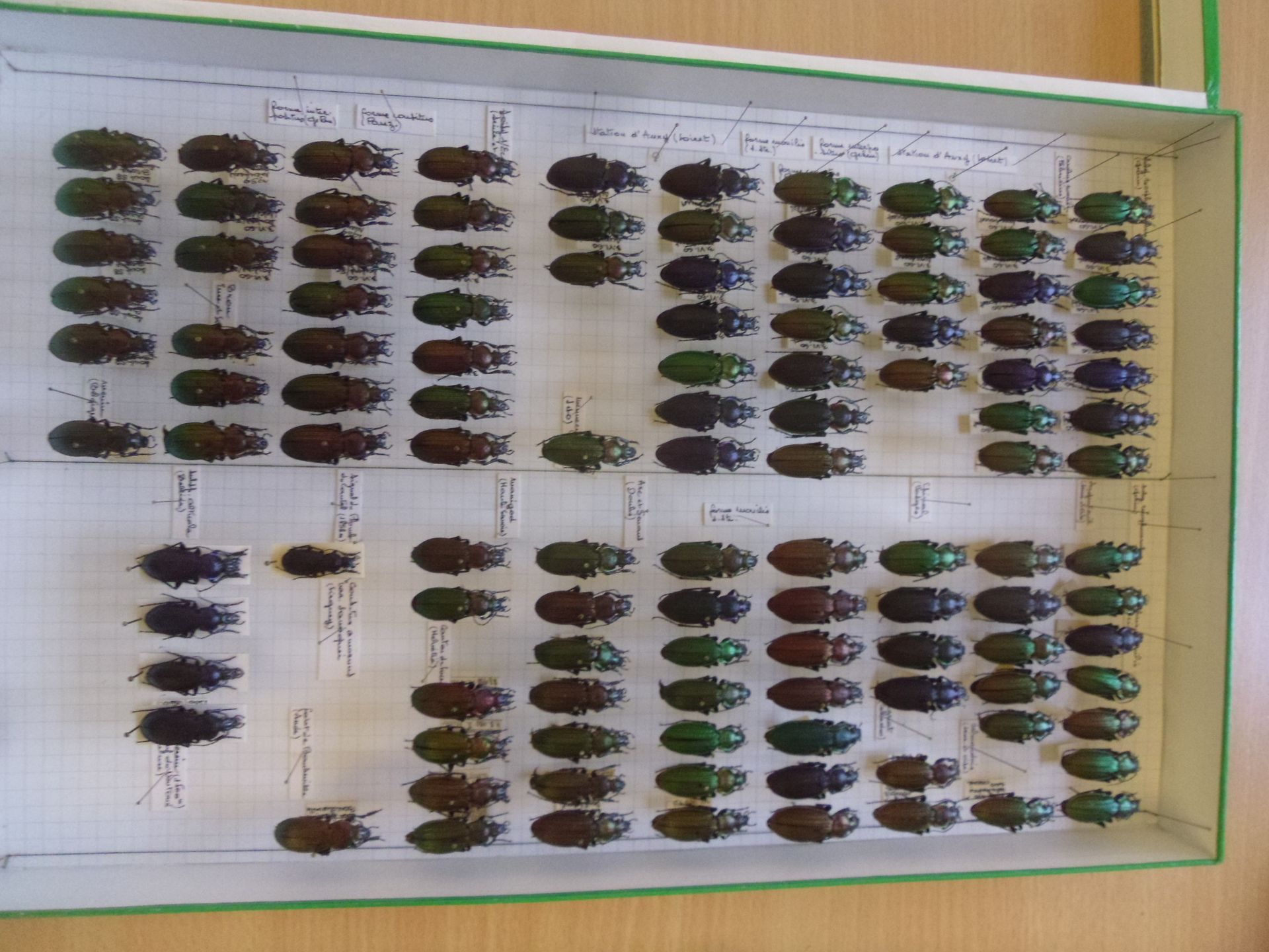 Null Boîte entomologique vitrée comprenant plus de 100 spécimens de coléoptères &hellip;