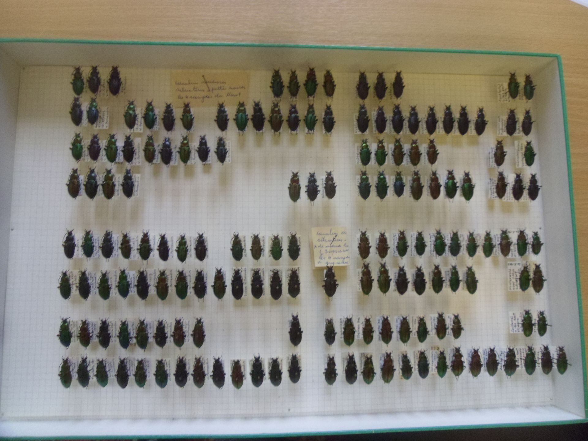 Null 无釉昆虫盒，内装 100 多件欧洲甲虫标本，包括 Carabus arvensis 和 Carabus sylvaticus。
标本采集于 1953 &hellip;