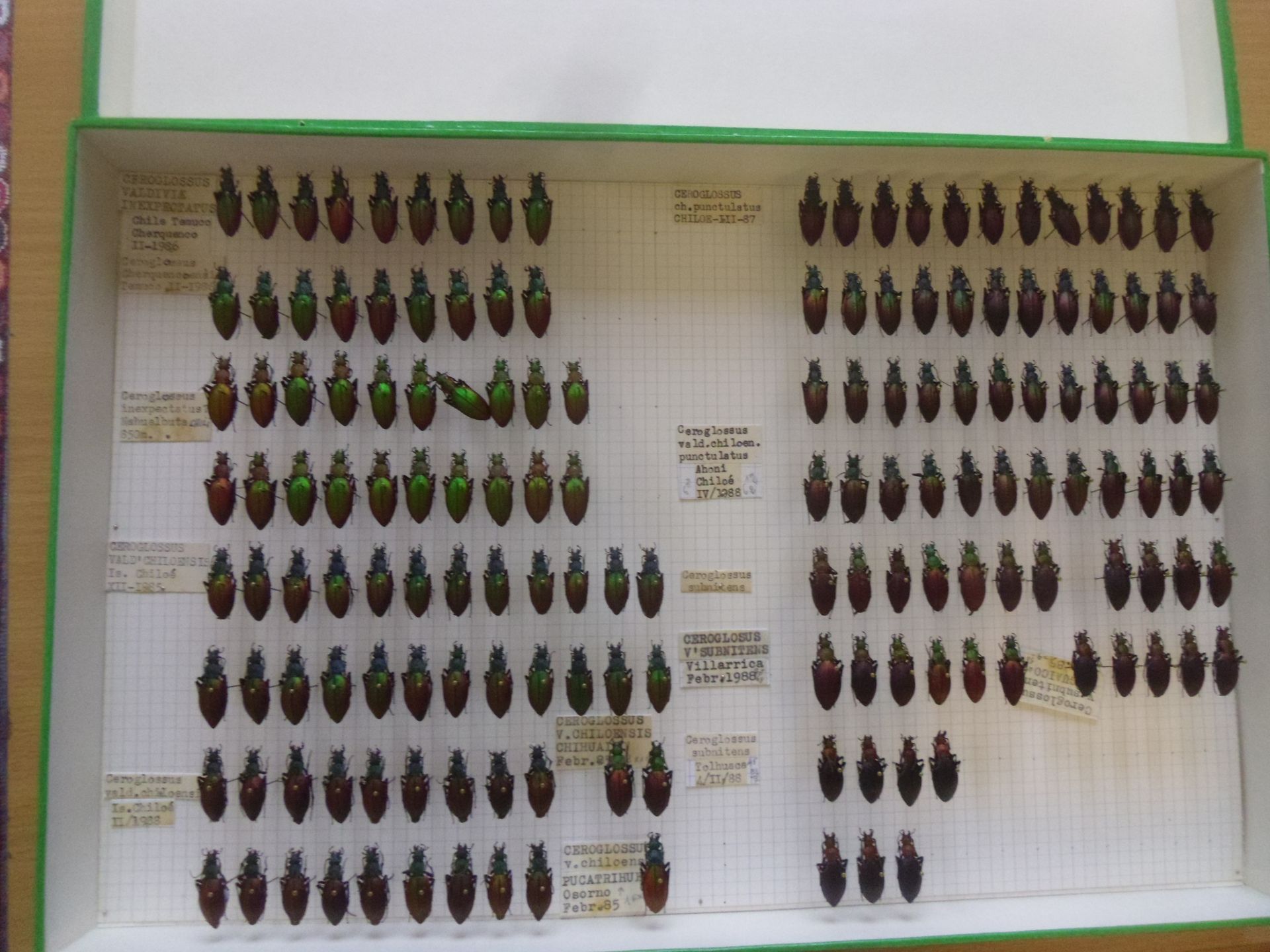 Null Boîte entomologique non vitrée comprenant plus de 140 spécimens de coléoptè&hellip;