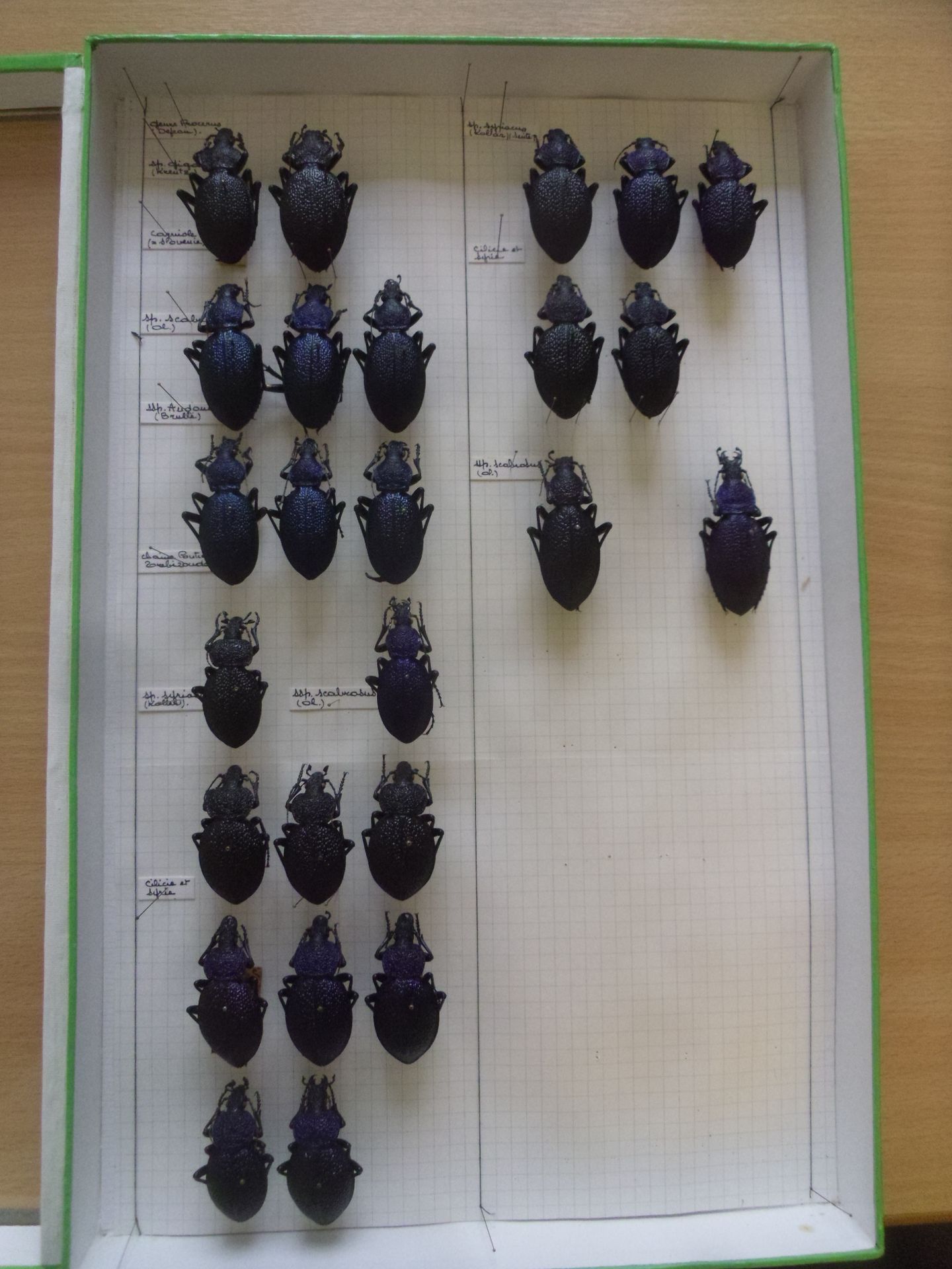 Null 装有 25 个欧洲甲虫标本的玻璃昆虫盒，其中包括 Procerus gigas、Procerus scabrosus syriacus audouin&hellip;