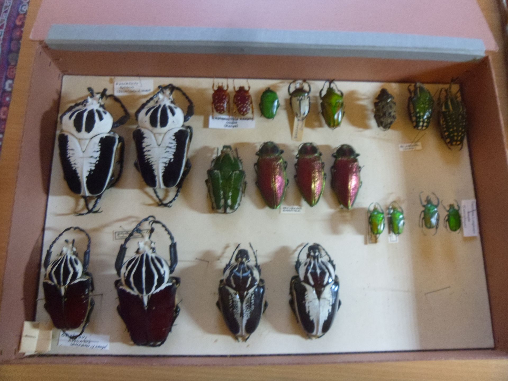 Null 装有 22 个外来甲虫标本的无釉昆虫盒，包括 Cetonidae、Buprestidae、Scarabaeidae（包括 Goliathus regi&hellip;