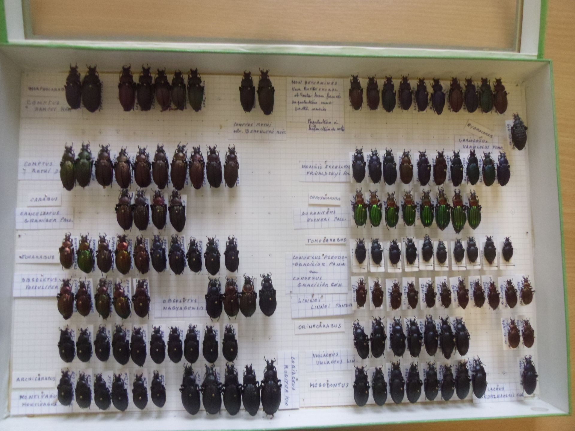 Null Glass entomological box containing over 100 specimens of European Carabidae&hellip;