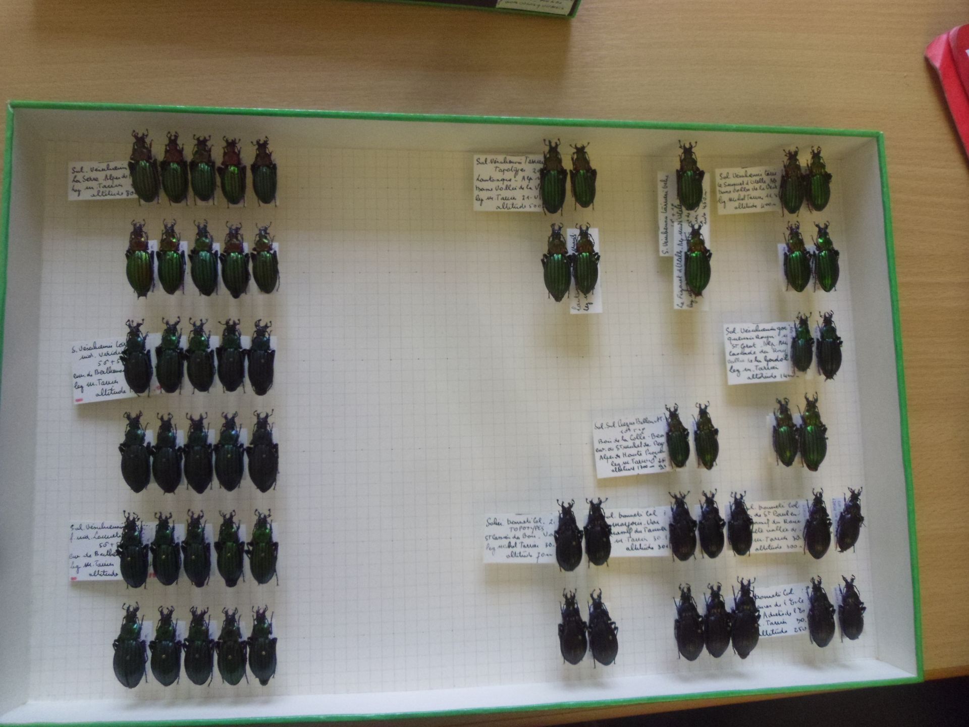 Null Boîte entomologique non vitrée comprenant 60 spécimens de coléoptères europ&hellip;