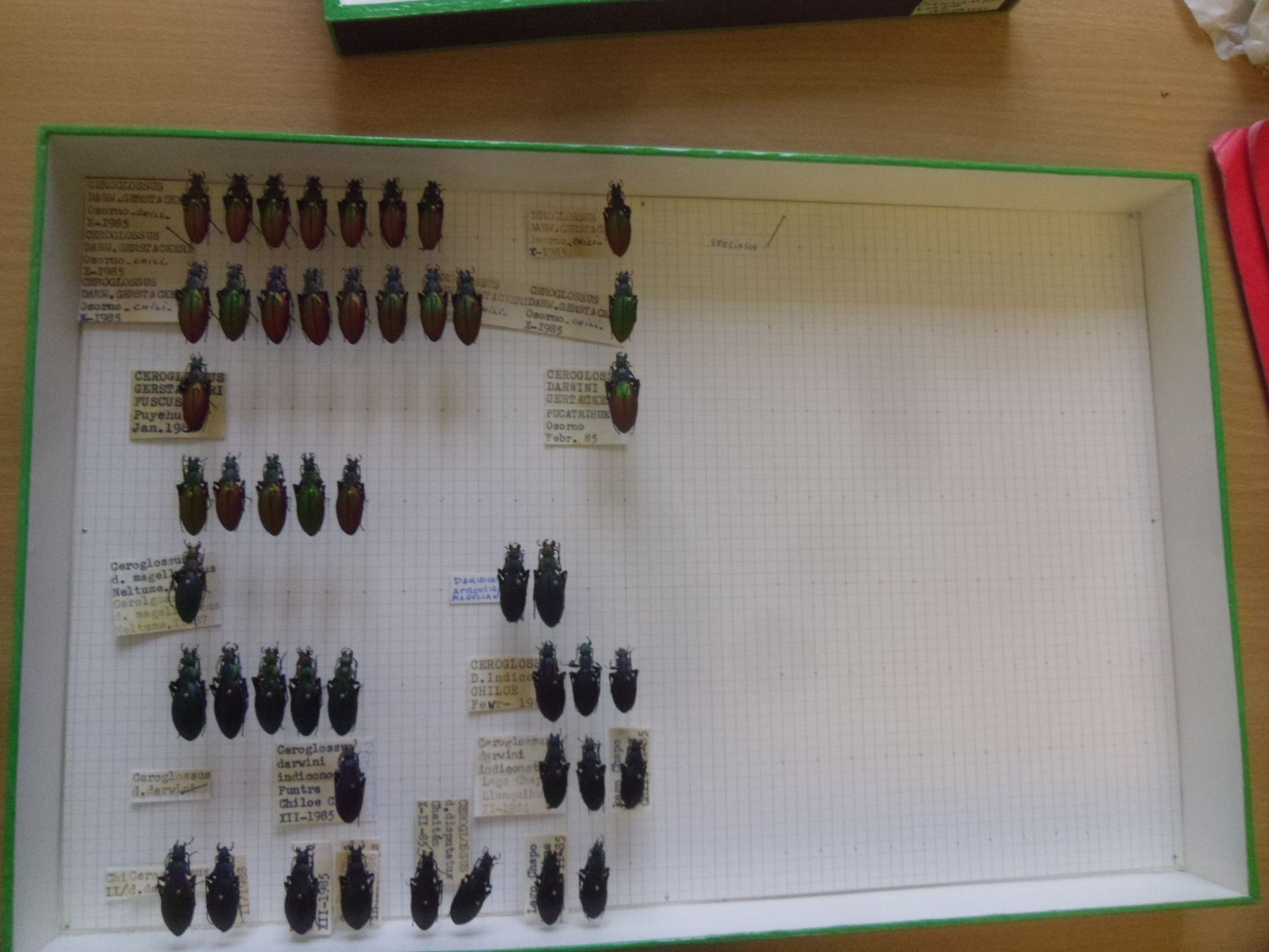Null 装有 40 多件南美甲虫标本的无釉昆虫盒 Carabidae，包括 Ceroglossus darwini indiconotus、Cerogloss&hellip;