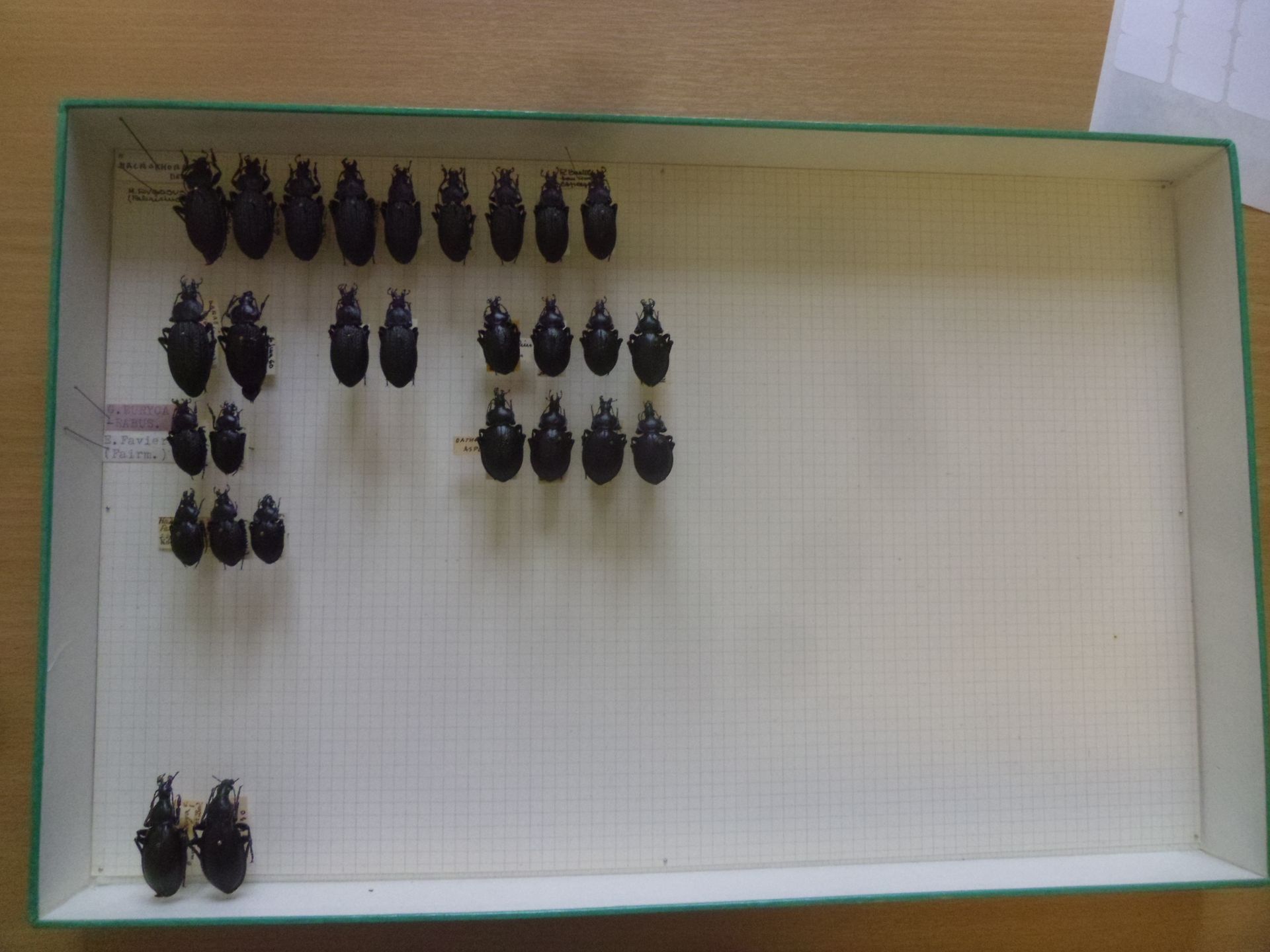 Null 装有 28 个欧洲和非洲甲虫标本的无釉昆虫盒 Carabidae，包括 Macrothorax rugosus、Eurycarabus favieri&hellip;