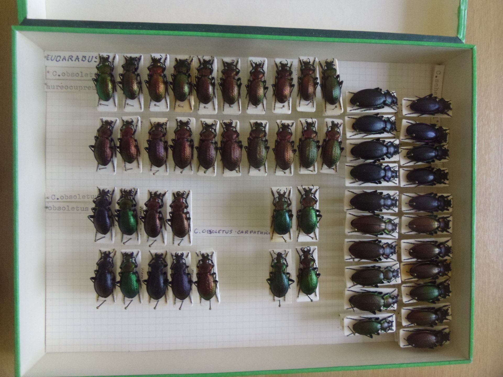 Null Boîte entomologique non vitrée comprenant plus de 50 spécimens de coléoptèr&hellip;