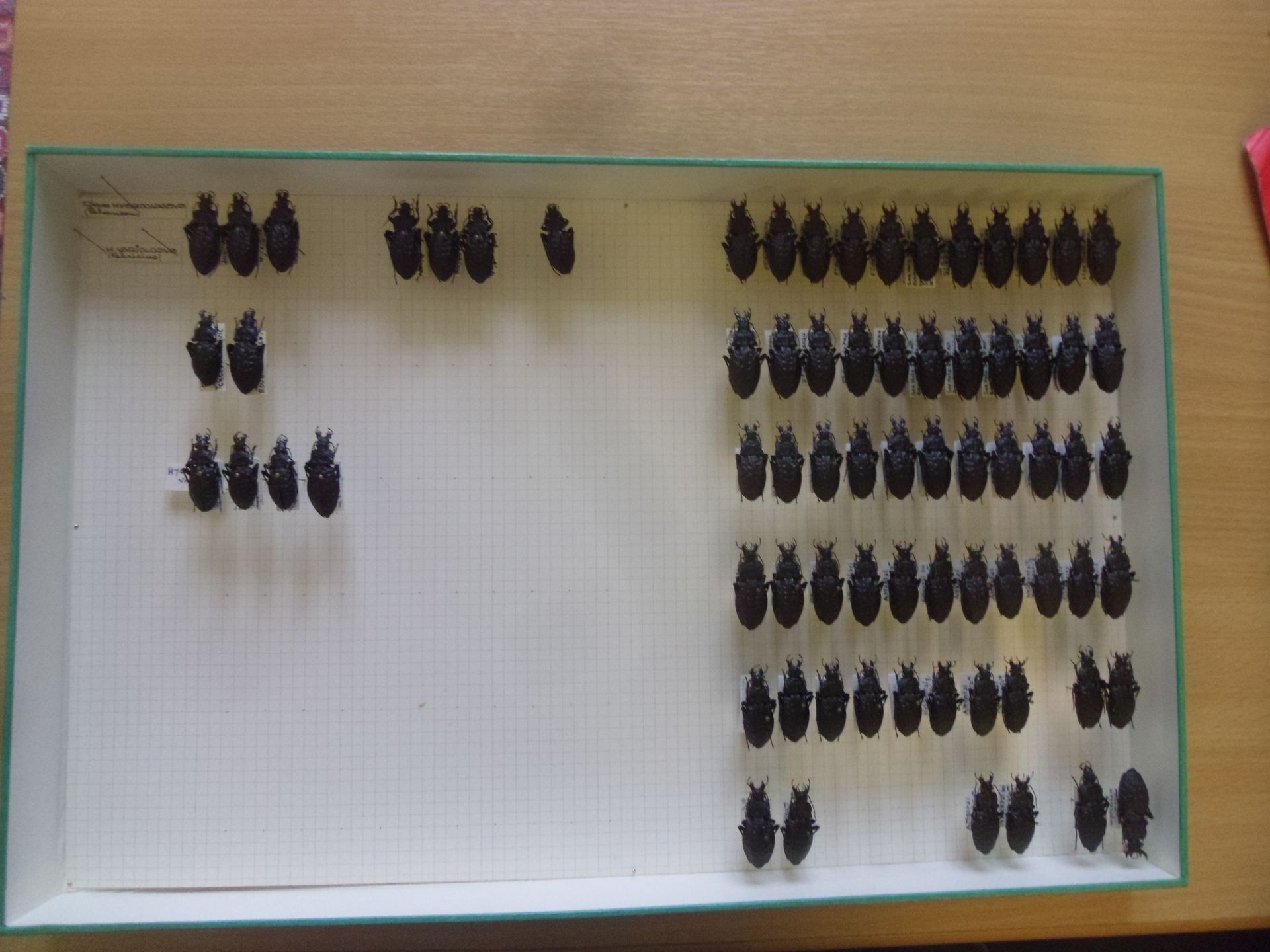 Null Unverglaster entomologischer Kasten mit mehr als 60 Exemplaren europäischer&hellip;