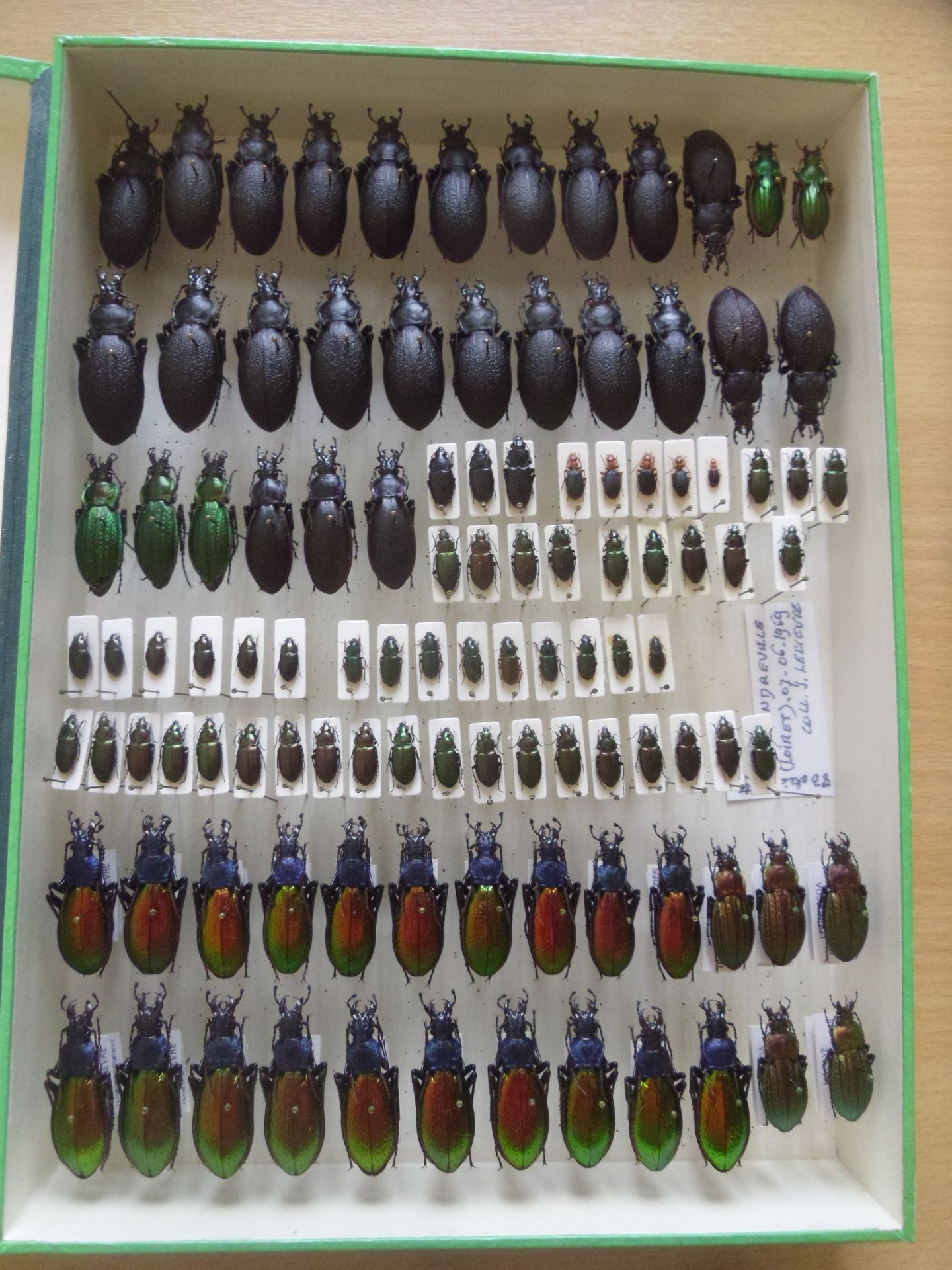 Null Unglazed entomological box containing over 70 specimens of European Carabid&hellip;