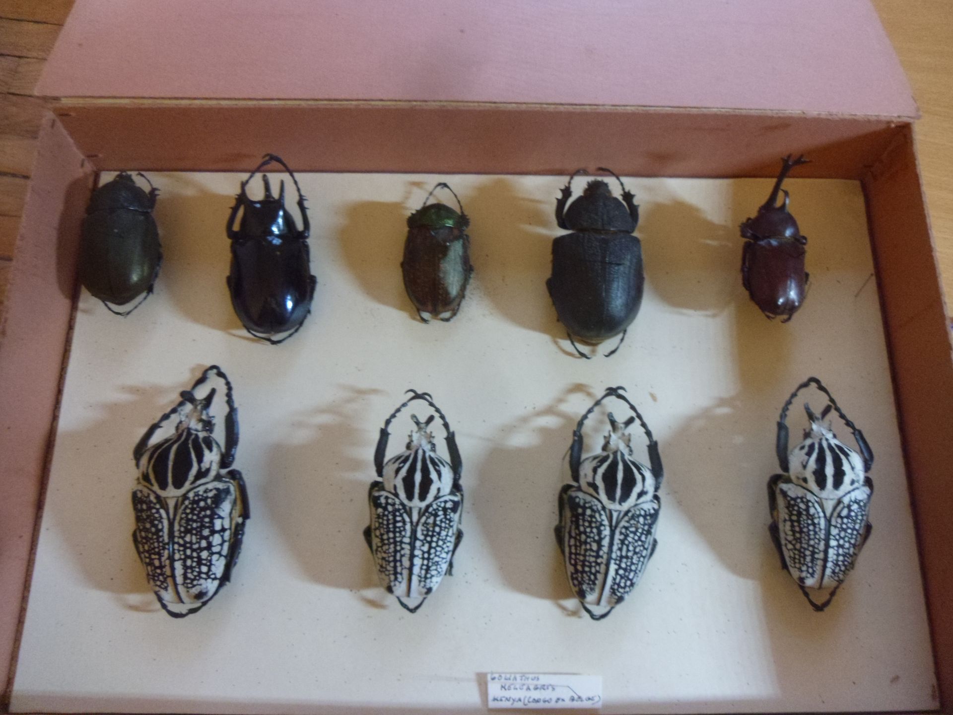 Null Boîte entomologique non vitrée comprenant 9 spécimens de coléoptères exotiq&hellip;