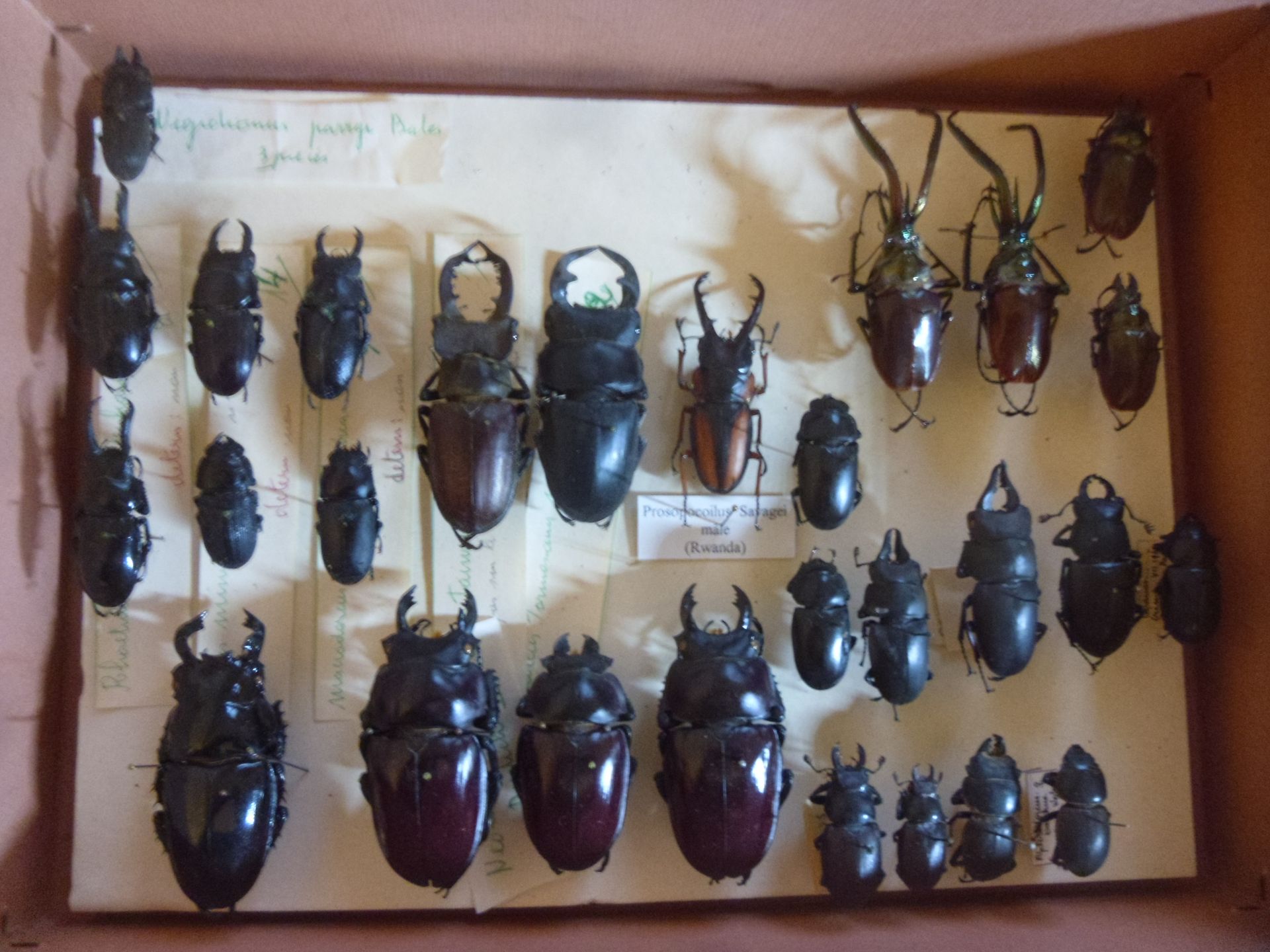 Null Boîte entomologique non vitrée comprenant 28 spécimens de coléoptères exoti&hellip;