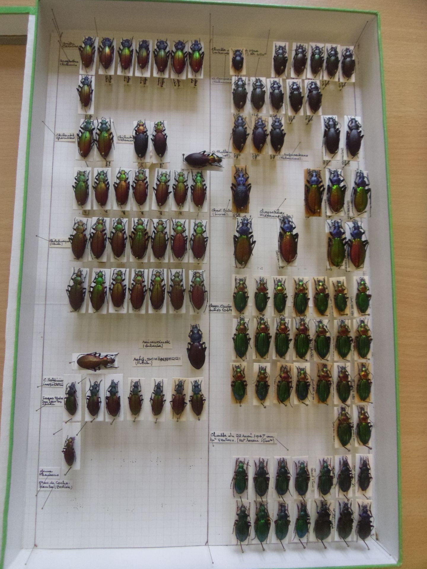 Null Boîte entomologique vitrée comprenant plus de 70 spécimens de coléoptères e&hellip;