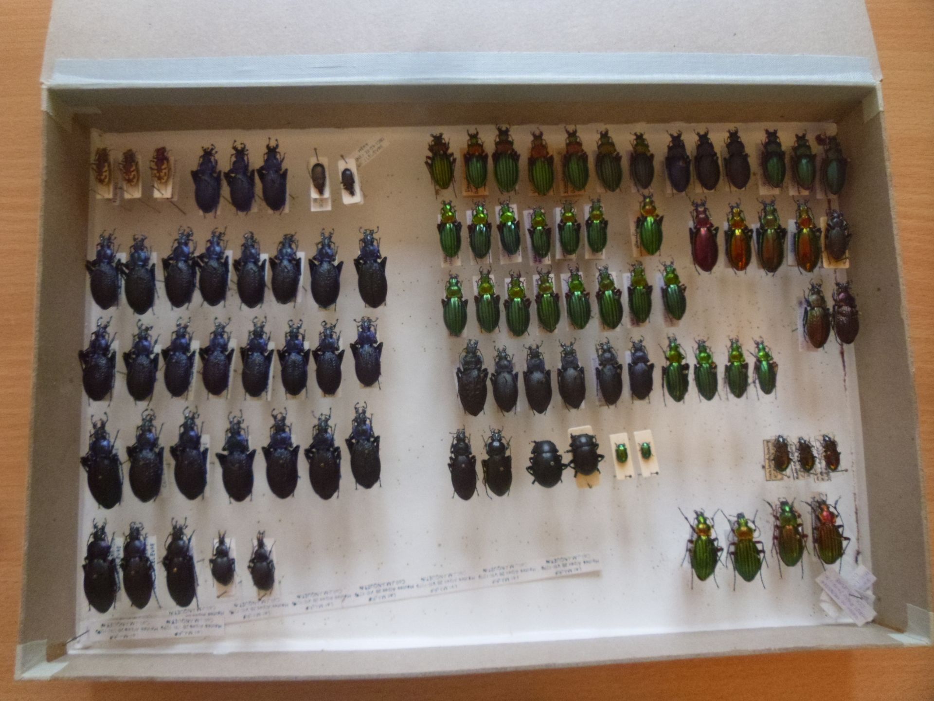 Null Boîte entomologique non vitrée comprenant plus de 90 spécimens de coléoptèr&hellip;