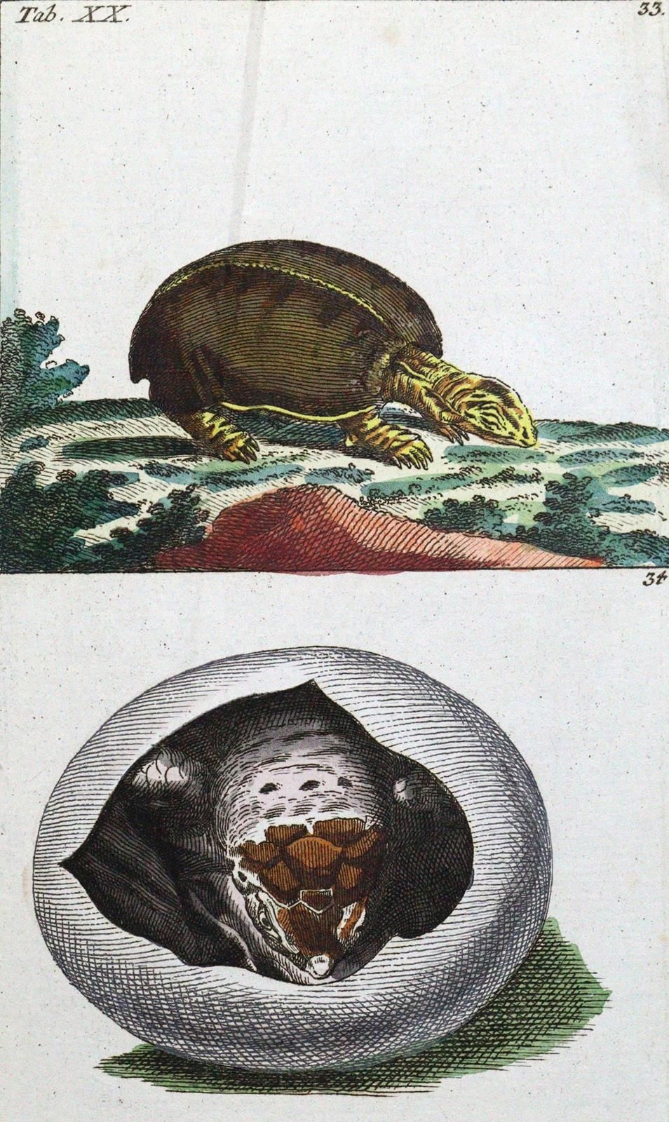 (Wilhelm,G.T.). Conversazioni di storia naturale. Gli anfibi. Augsburg, Engelbre&hellip;