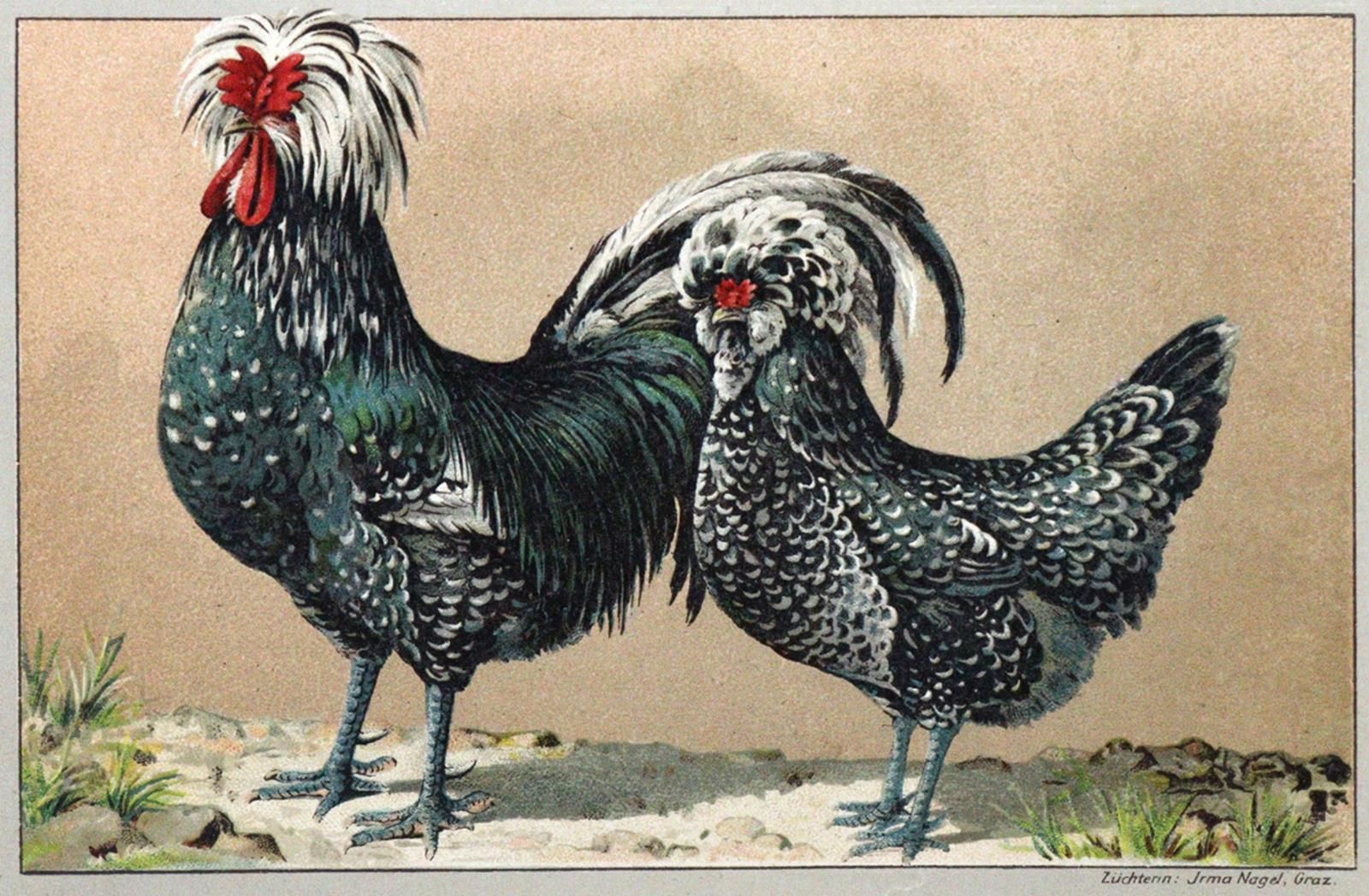 Kramer,R. Pocketbook of Breeding Poultry.... Würzburg, Stürtz (1899). Avec 90 pl&hellip;