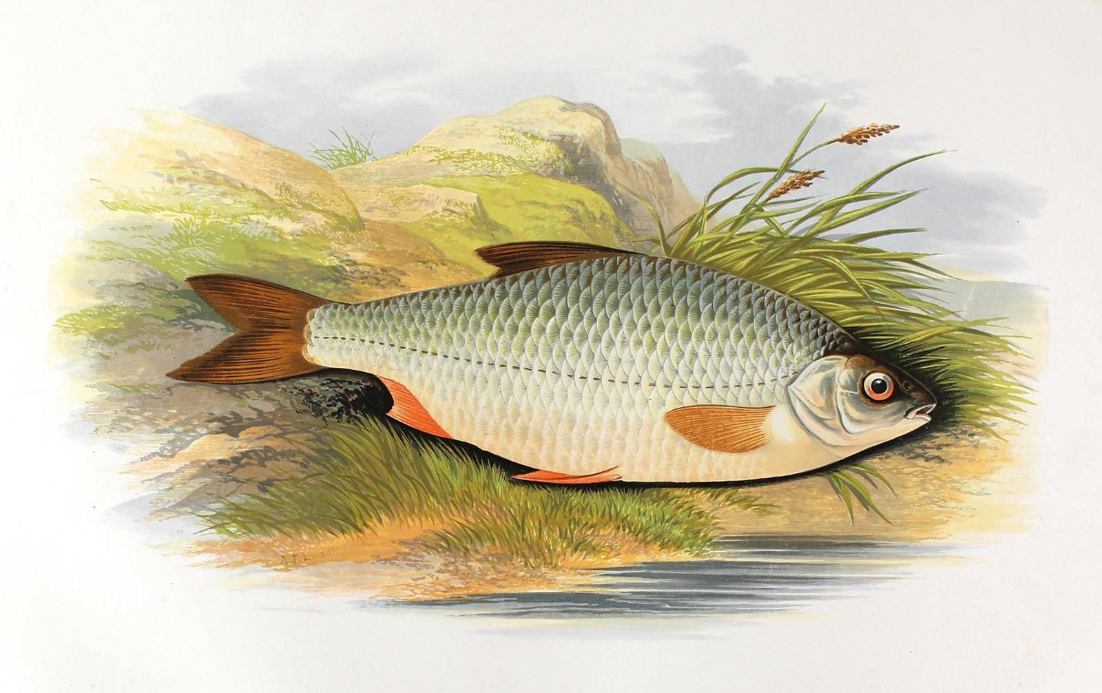 Houghton,W. 英国淡水鱼类。2卷。伦敦等地，麦肯锡（1879）。Fol.有41个彩色版本。木刻版画和文本中的大量木刻版画。XXVI, 204 P.Ol&hellip;