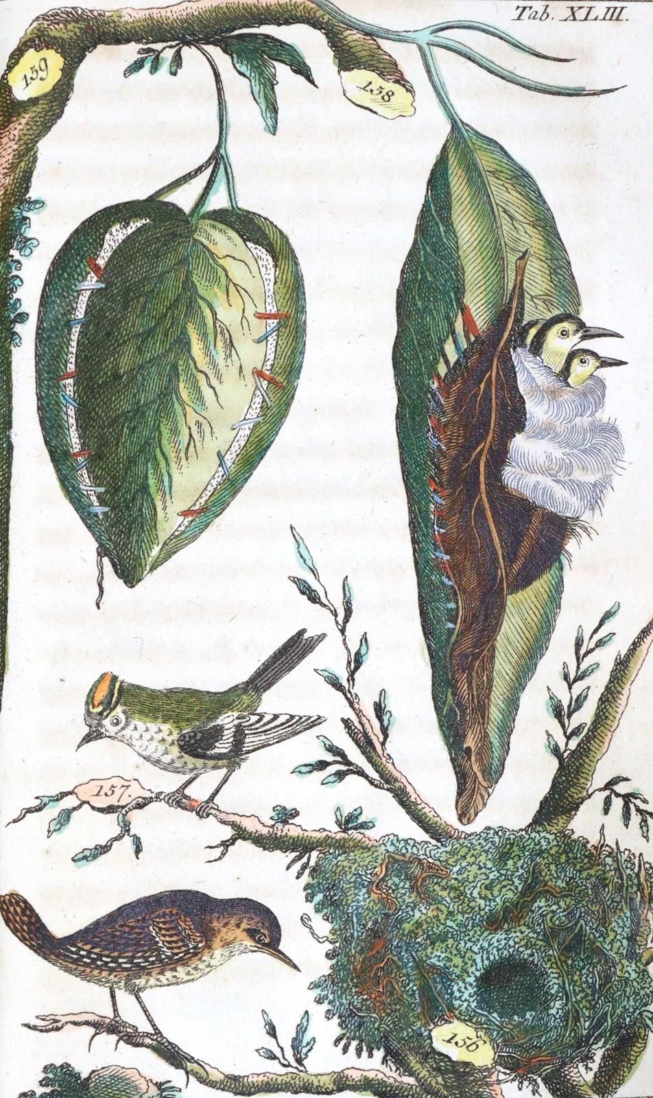 (Wilhelm,G.T.). 来自自然历史的娱乐活动。鸟类的第二部分（共2个）。奥格斯堡，Engelbrecht 1795。标题A. 46 col.12对开，&hellip;