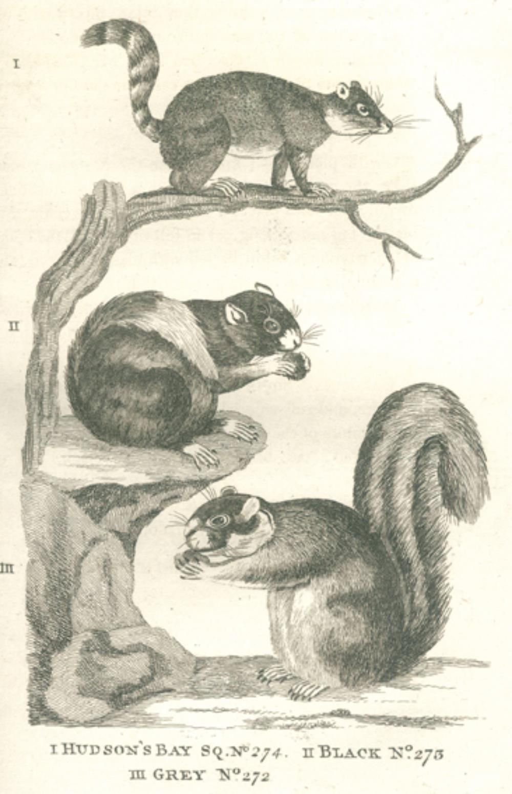 (Pennant,T.). 四足动物的历史。(2nd ed.).2卷。伦敦，怀特1781年，4°。附有2幅铜版画，并附有徽章。A. 52张铜板。XXIV，284&hellip;