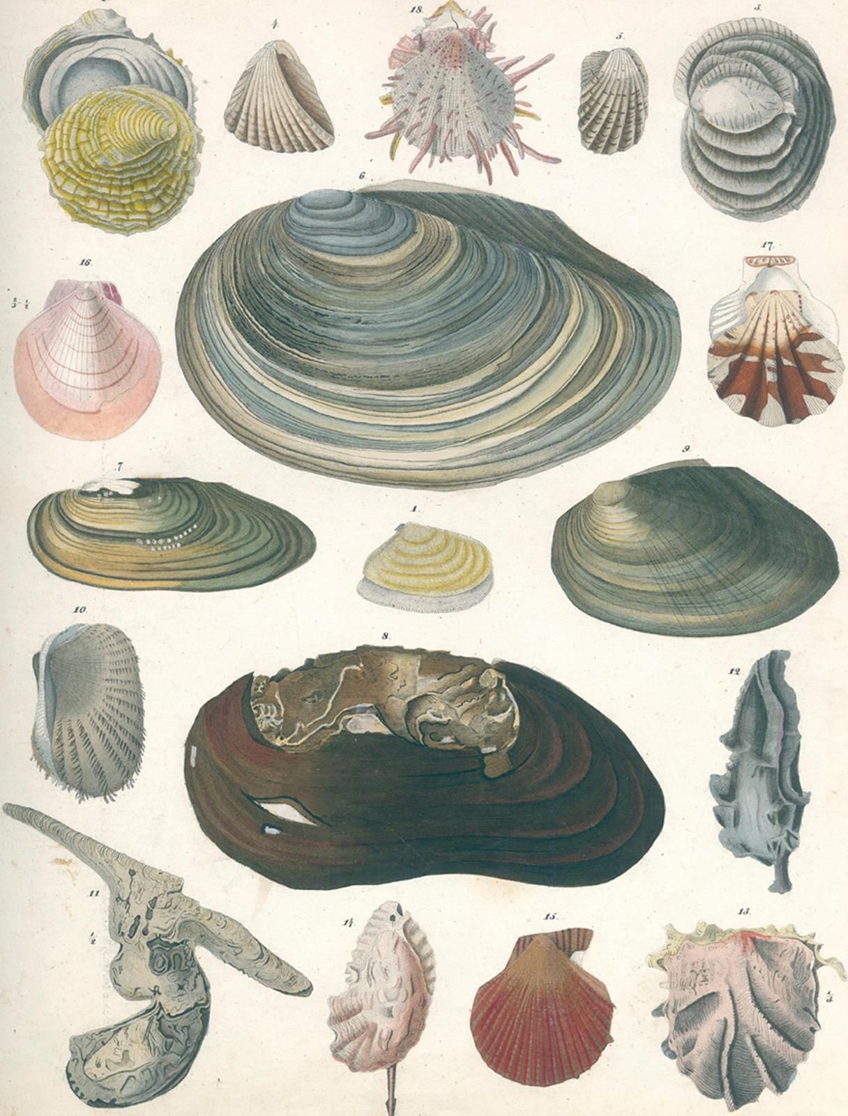 Oken,(L.). Histoire naturelle générale pour toutes les classes. 7 volumes de tex&hellip;