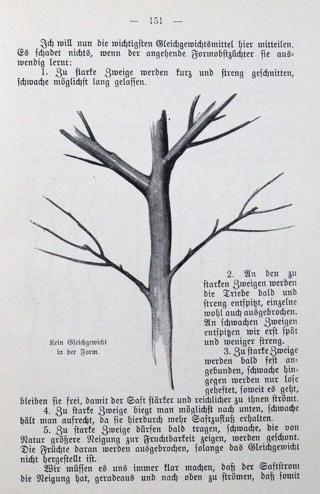 Böttner,J. Spalier- und Edelobst. Anpflanzung, Schnitt und Pflege. 2., umgearb. &hellip;