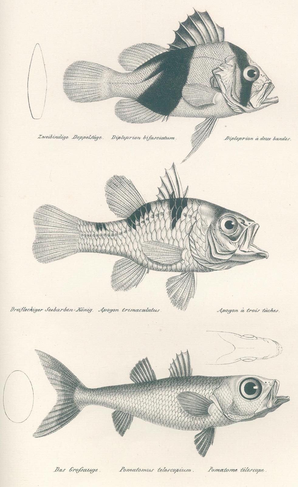 Schinz,H.R. Histoire naturelle et illustrations des poissons. Schaffhausen, Brod&hellip;