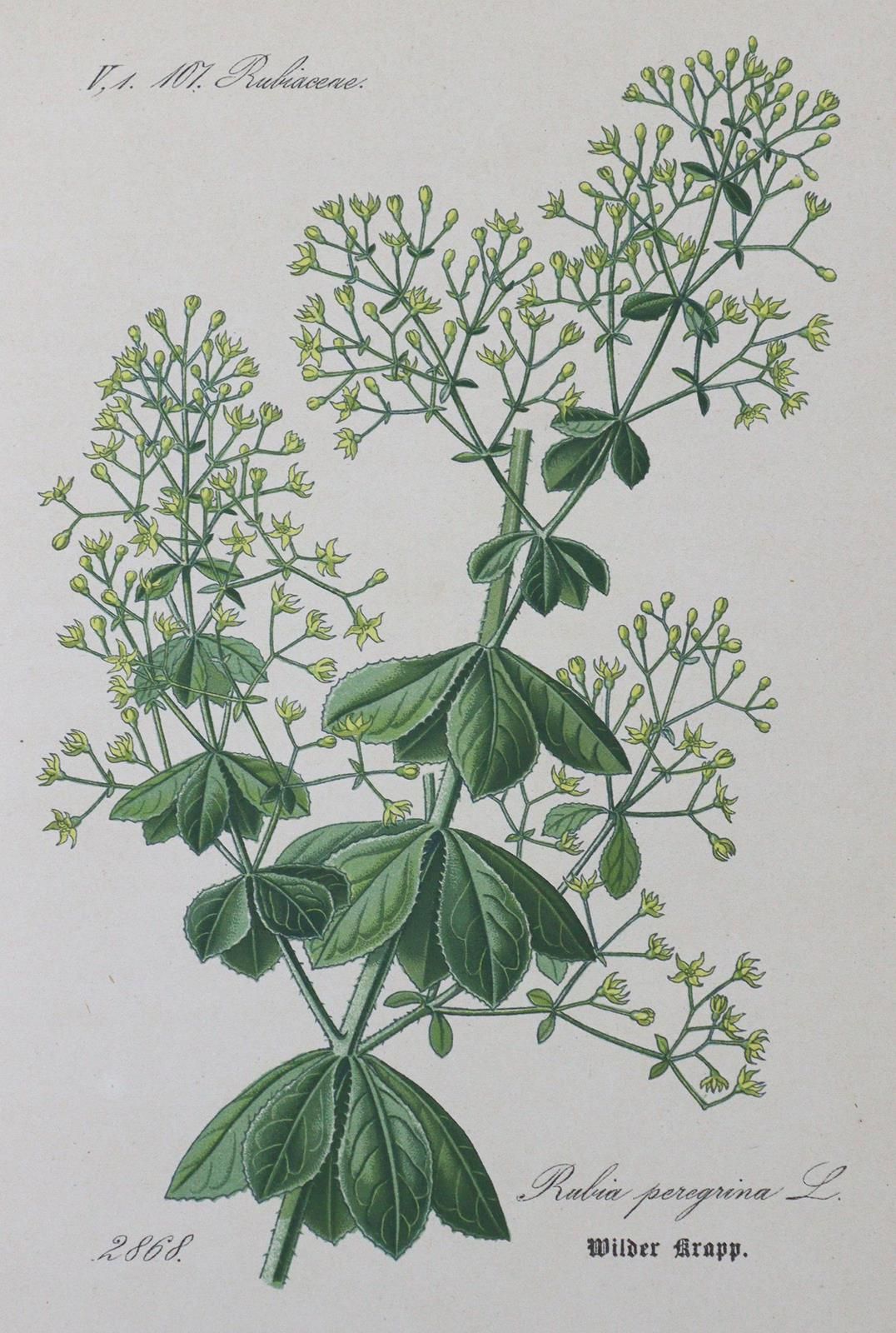 Schlechtendal,D.F.L.V. U.A. Flora of Germany. 5th ed. Rev., verb. U. Nach den ne&hellip;