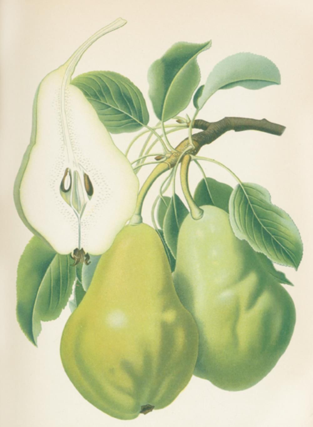 Goethe,R. U.A. (Hrsg.). 苹果和梨子。最重要的德国圆顶水果品种。Bln., Parey 1894. Gr.8°.附有104幅彩色石版画，3&hellip;