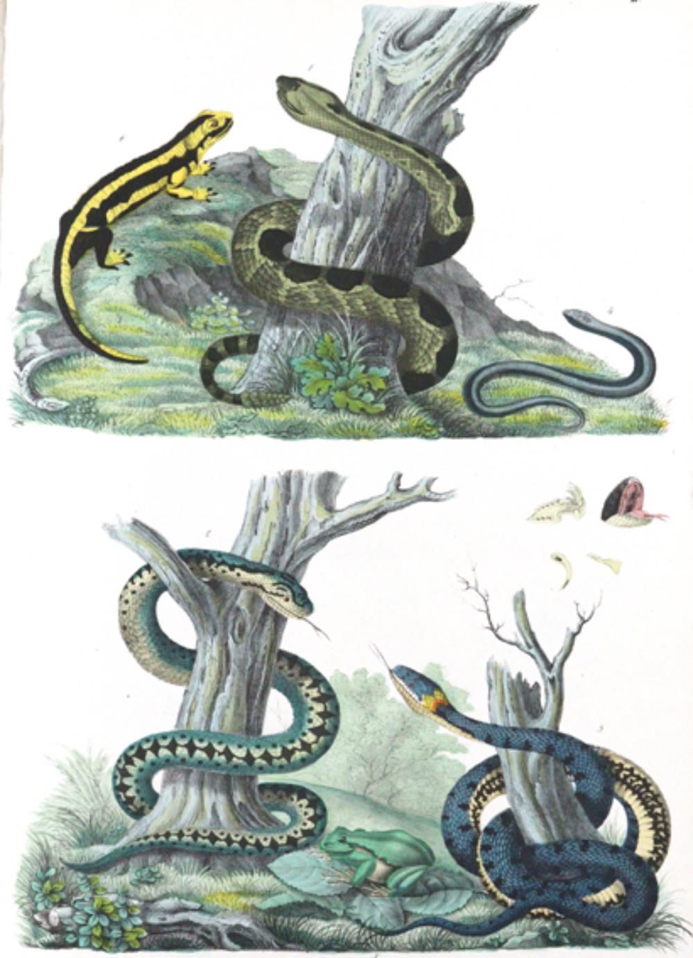 Schinz,H.R. 来自自然历史的插图。(2nd ed.).苏黎世，Schulthess（1824-28）。Fol.41张（其中39张是彩色的）石版画。(没&hellip;