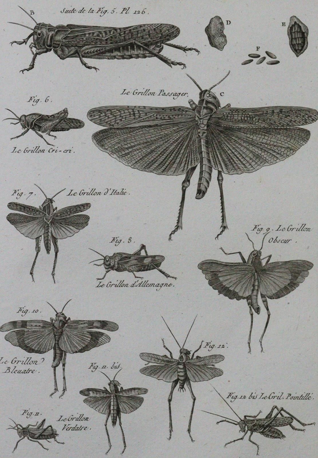 Latreille,(P.A.). Histoire Naturelle... : Insectes. (Paris 1818). 4°. Avec 165 p&hellip;