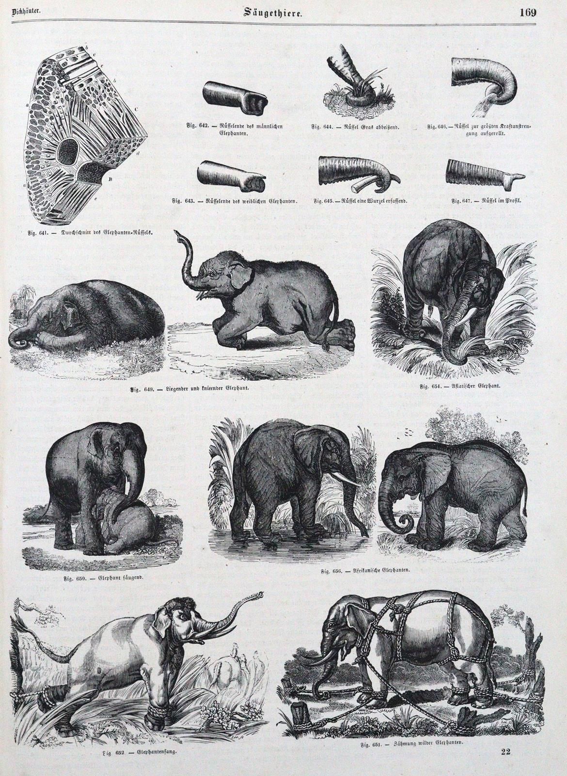 Pöppig,E.(F.). 动物王国的自然史插图。4卷，共2卷。Lpz, Weber 1851.有木刻正面，4个间题和大量木刻文字。モンクレール。Hldrbd&hellip;