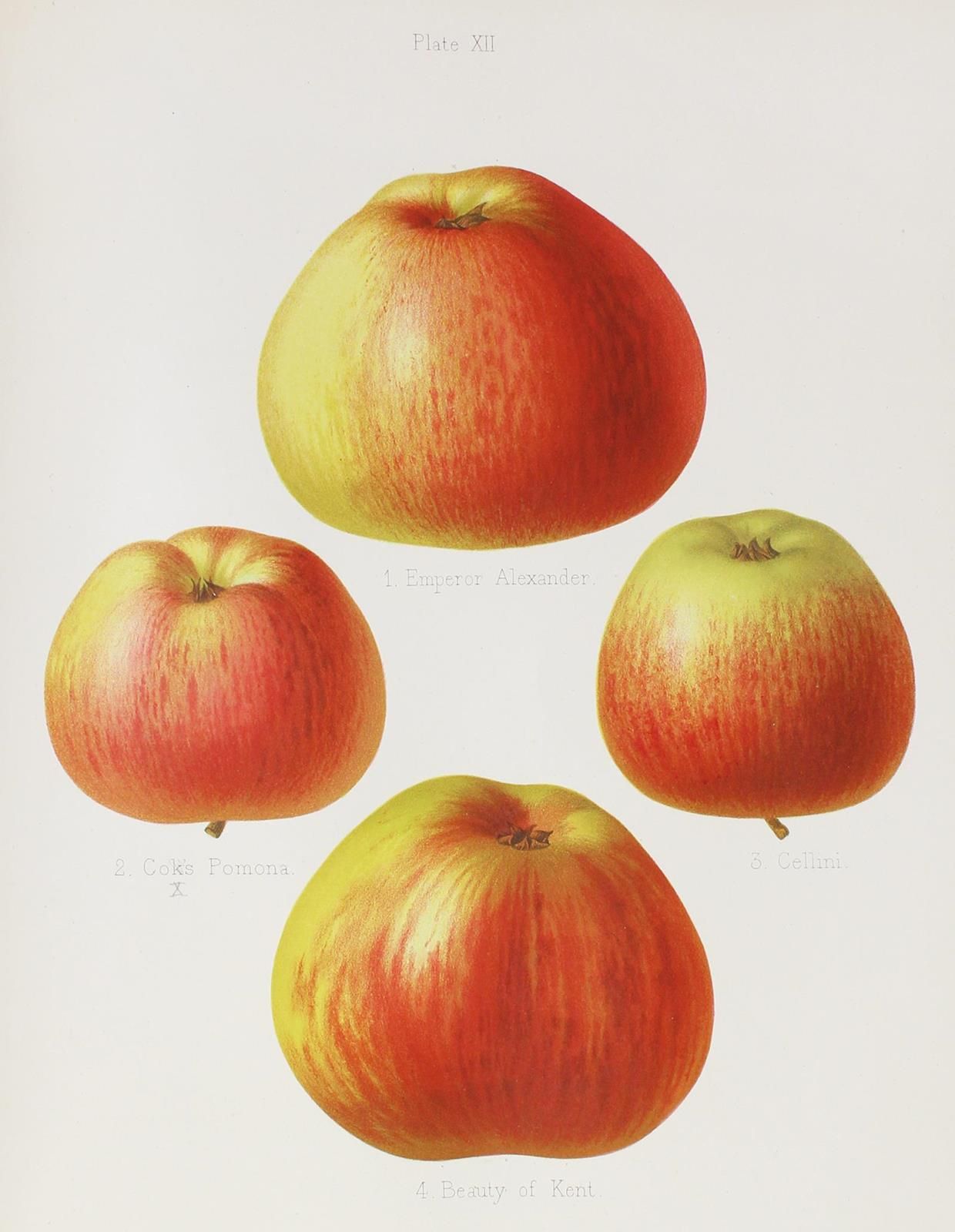 Bull,H.G. The Herefordshire Pomona, 包含最令人尊敬的各种苹果和梨的原始数字和描述。2卷。Hereford, Jakeman &hellip;