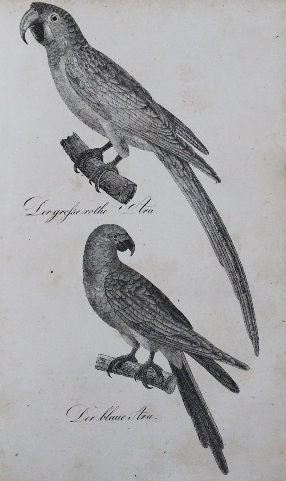 (Buhle,C.A.). 忠实的插图和详细的描述中的自然历史。(第二卷)：鸟类。文本和地图集共1卷。Lpz., Eisenach 1835. 4°.有石版画标&hellip;