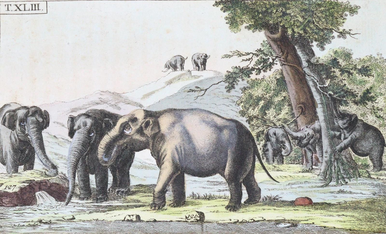 (Wilhelm,G.T.). 该书的第一部分是关于哺乳动物的历史。2卷，第2版，完全修订，非常缩减的版本 奥格斯堡，Engelbrecht 1806-08。 &hellip;