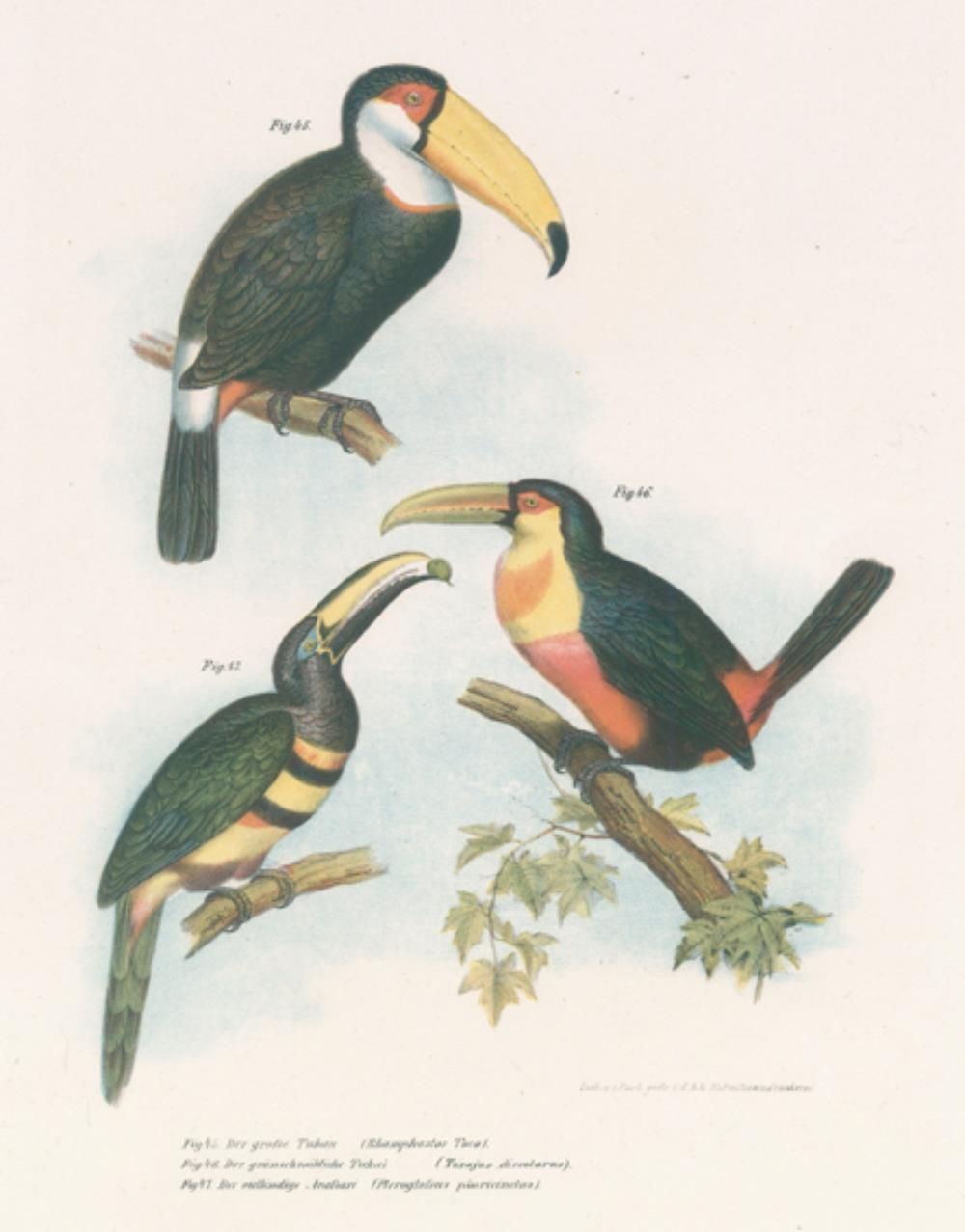 Fitzinger,L.J. 关于鸟类所有主要形式的科学-流行自然史的图片地图集。维也纳，Hof- u. Staatsdruckerei 1864. 4°。有3&hellip;