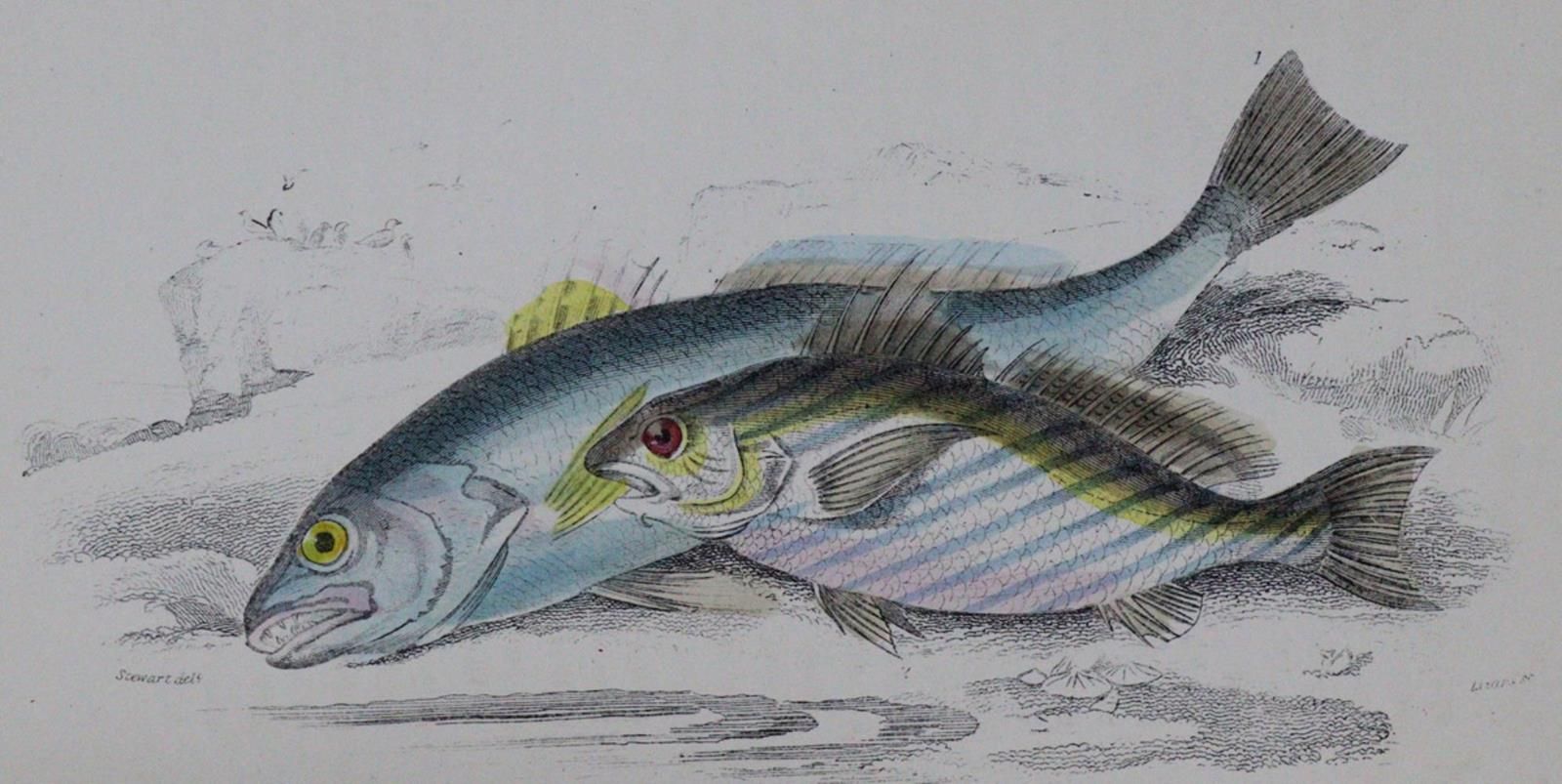 Hamilton,R. 英国鱼类的历史。2卷。伦敦，Allen & Co.(1876?).附有68个彩色盖茨。图版以及2张肖像画、2个标题（含徽章）。标题W. &hellip;