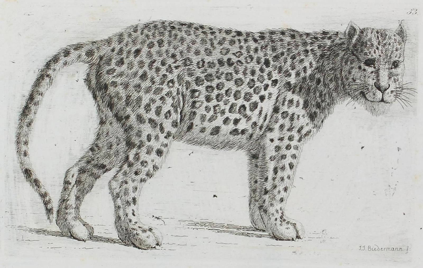 Biedermann, Johann Jakob (1763 Winterthur - Aussersihl 1830). [Images d'animaux &hellip;