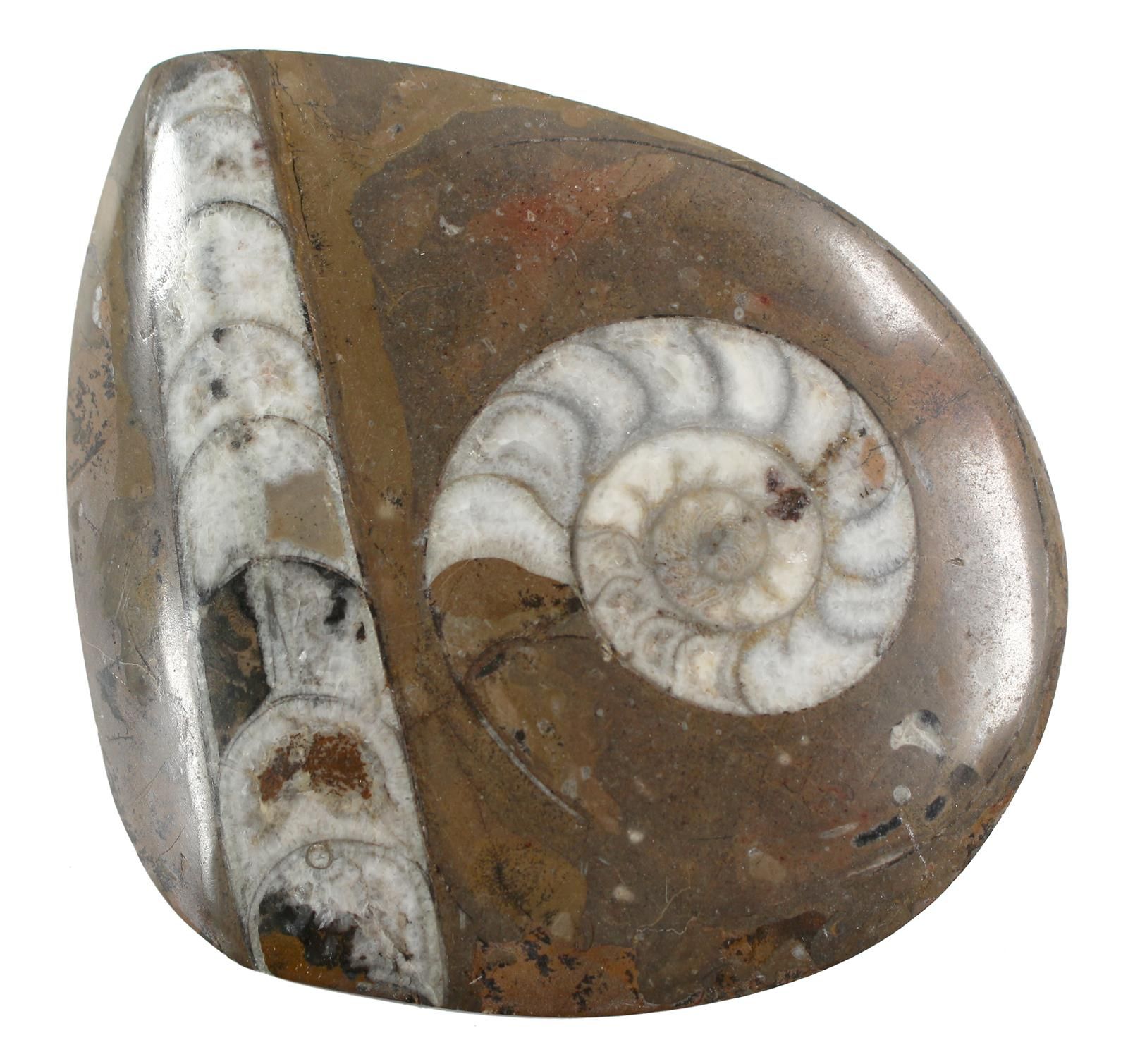 Fossilien. Petrified ammonite, under it rod-shaped shell with 8 segments, polish&hellip;