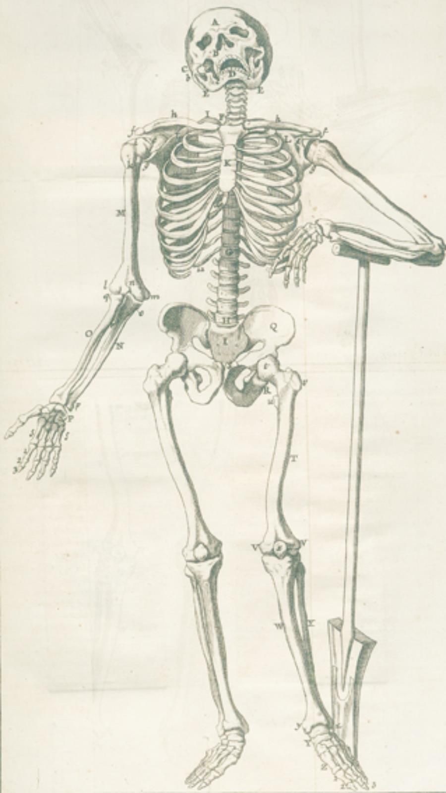 Palfyn,J. Anatomie Chirurgicale ou description exacte des parties du corps humai&hellip;