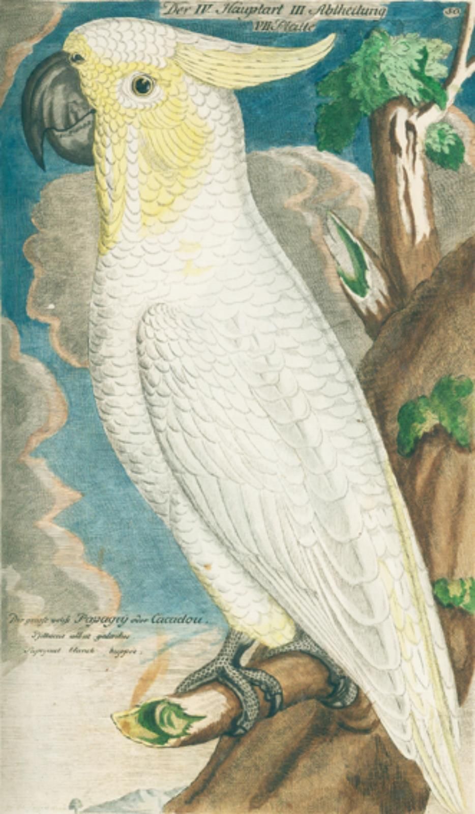 Frisch,J.L. Présentation des oiseaux de l'Allemagne, et aussi de quelques oiseau&hellip;