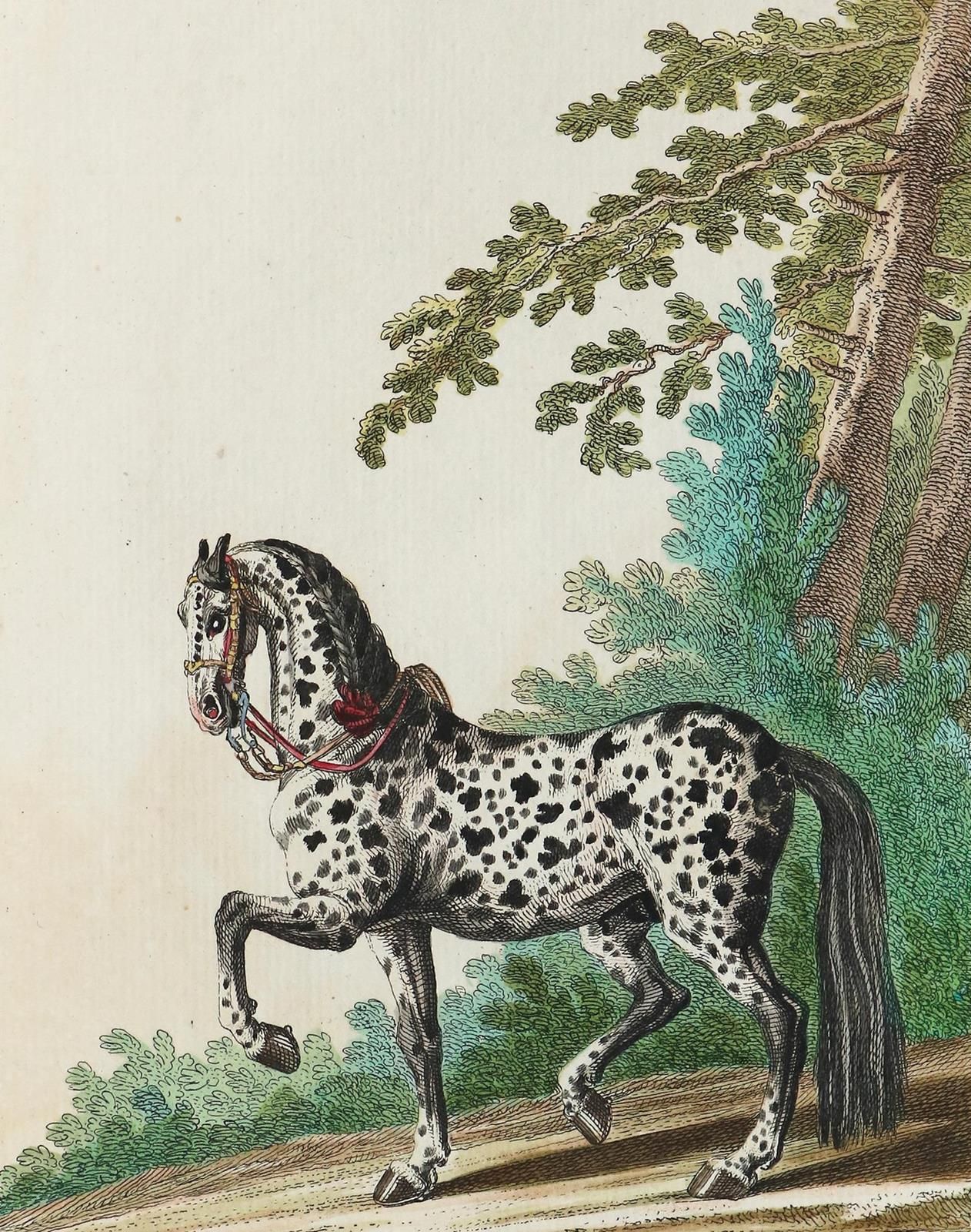 Ridinger,J.E. Présentation des chevaux selon leurs couleurs principales (titre c&hellip;